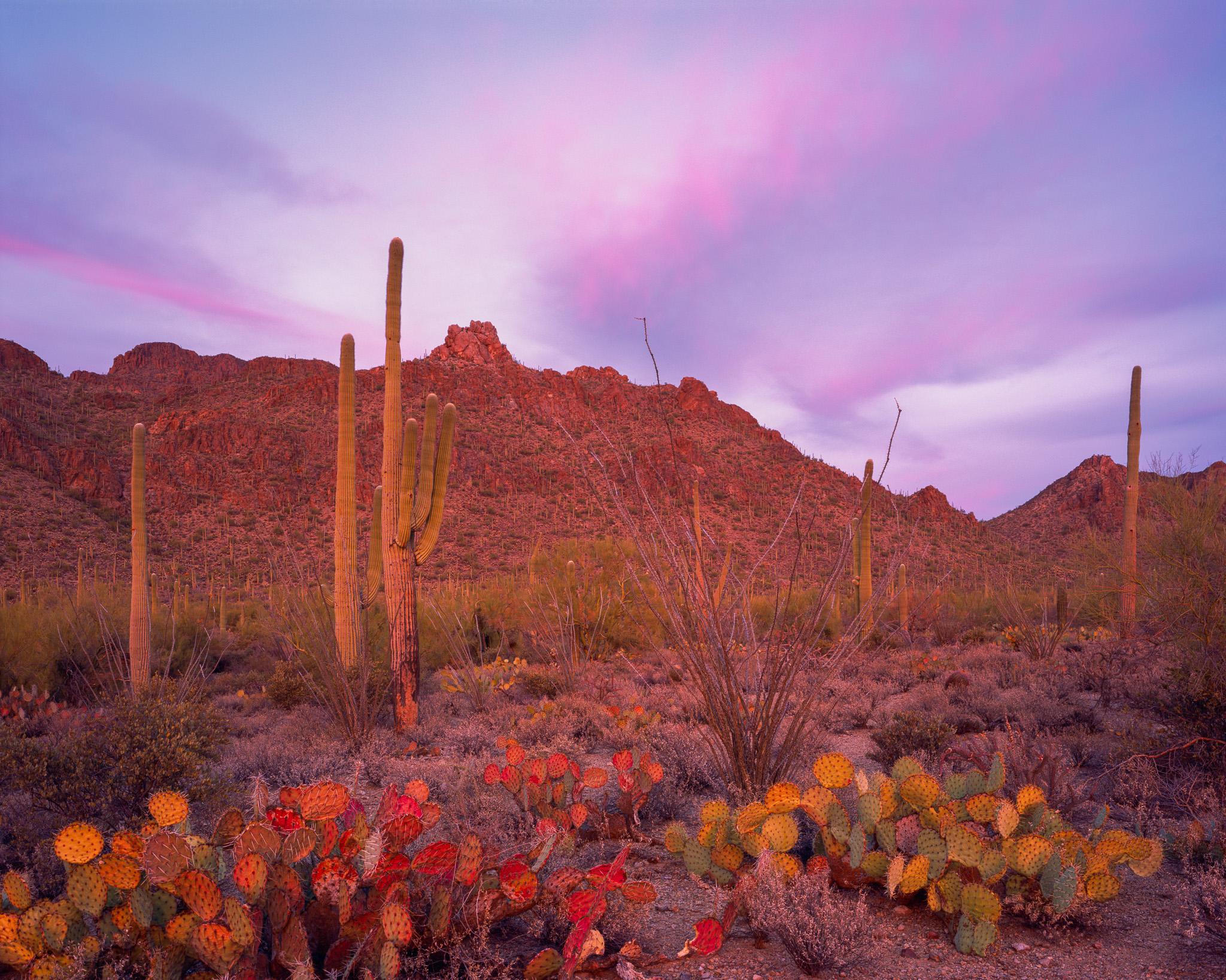 Fine art landscape photography print: Prickly Pear and Saguaro Sunset