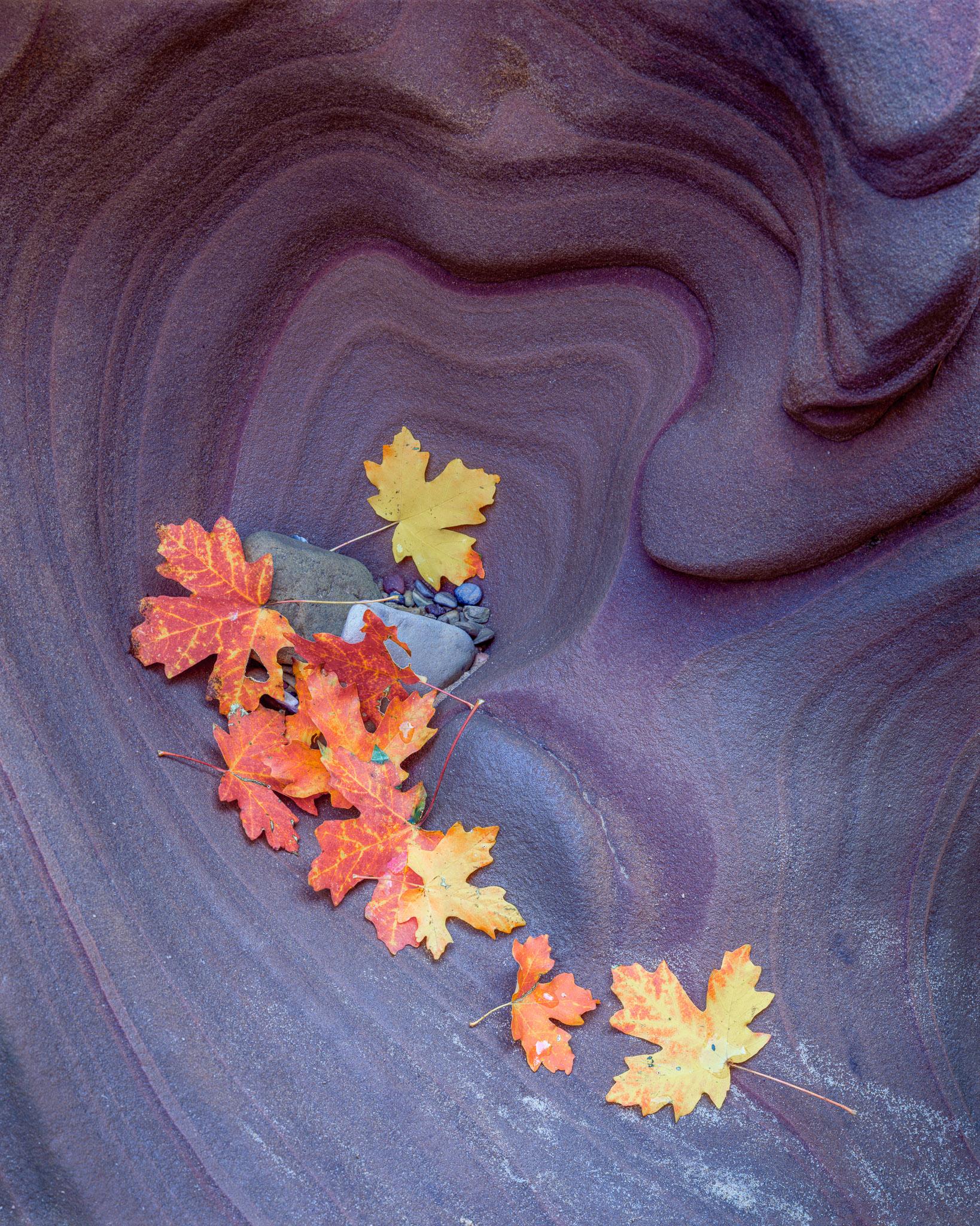 Fine art landscape photography print: Heart of Maples