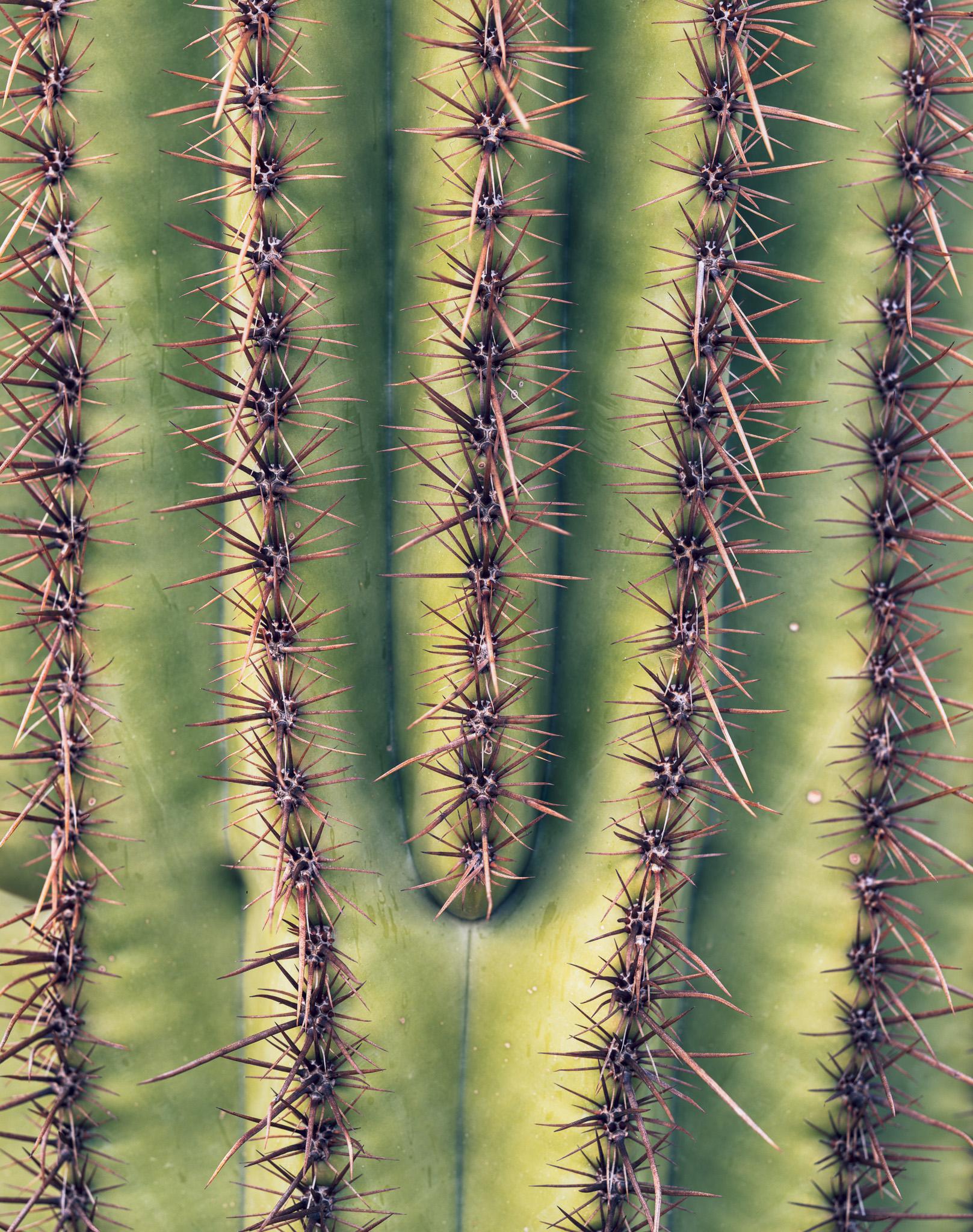 Fine art landscape photography print: Saguaro Closeup