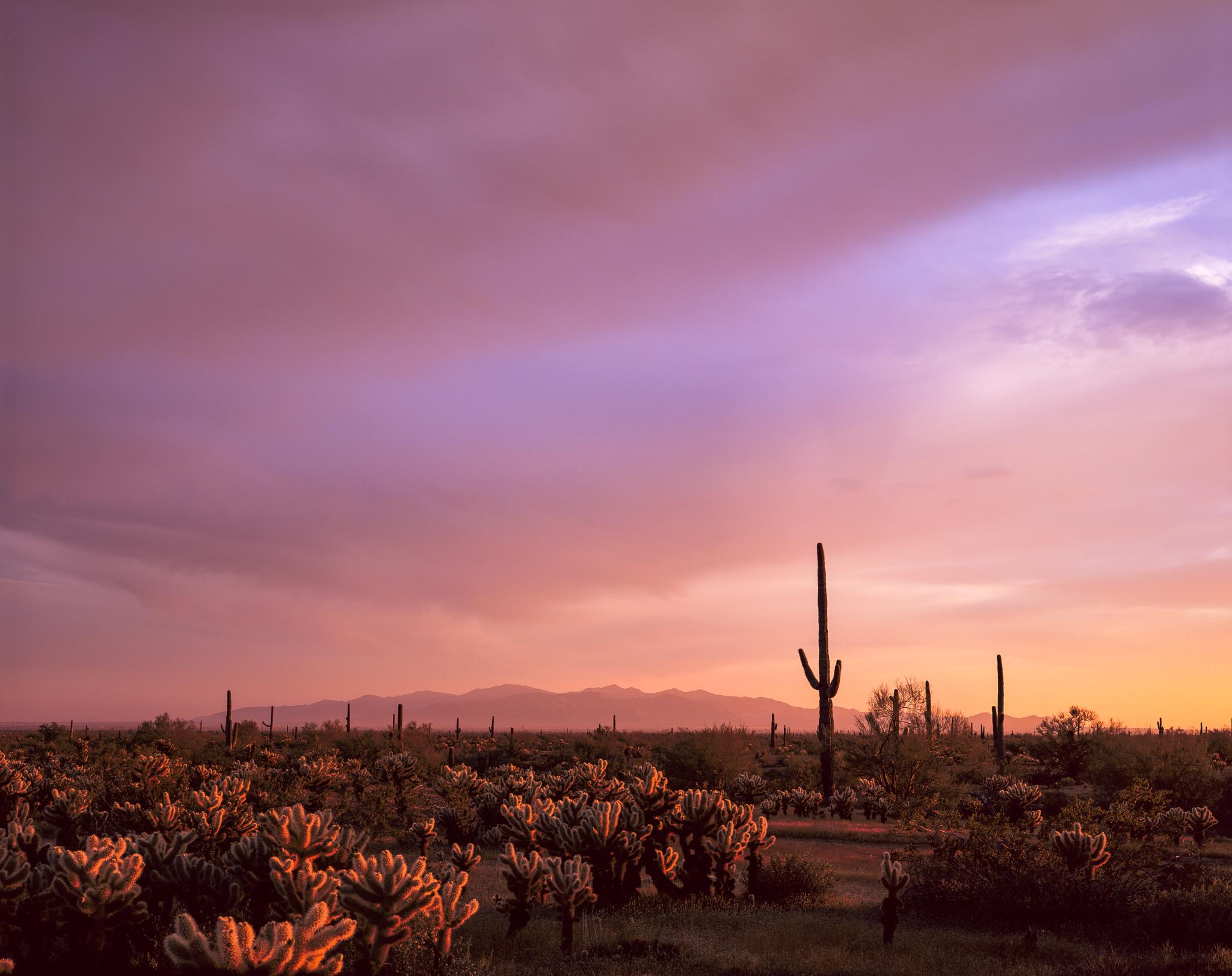 Fine art landscape photography print: Golden Light Saguaro