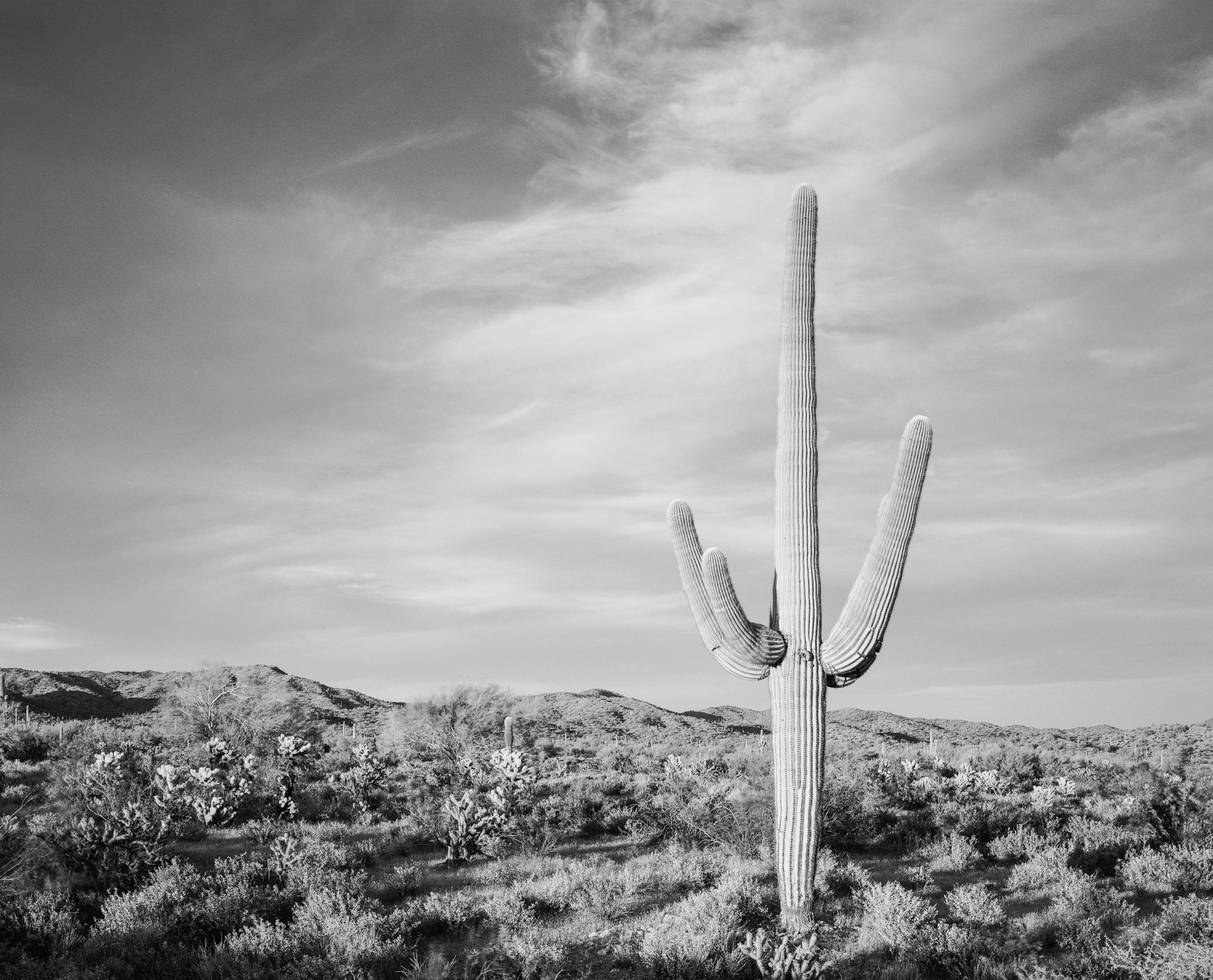 Fine art landscape photography print: Lone Saguaro