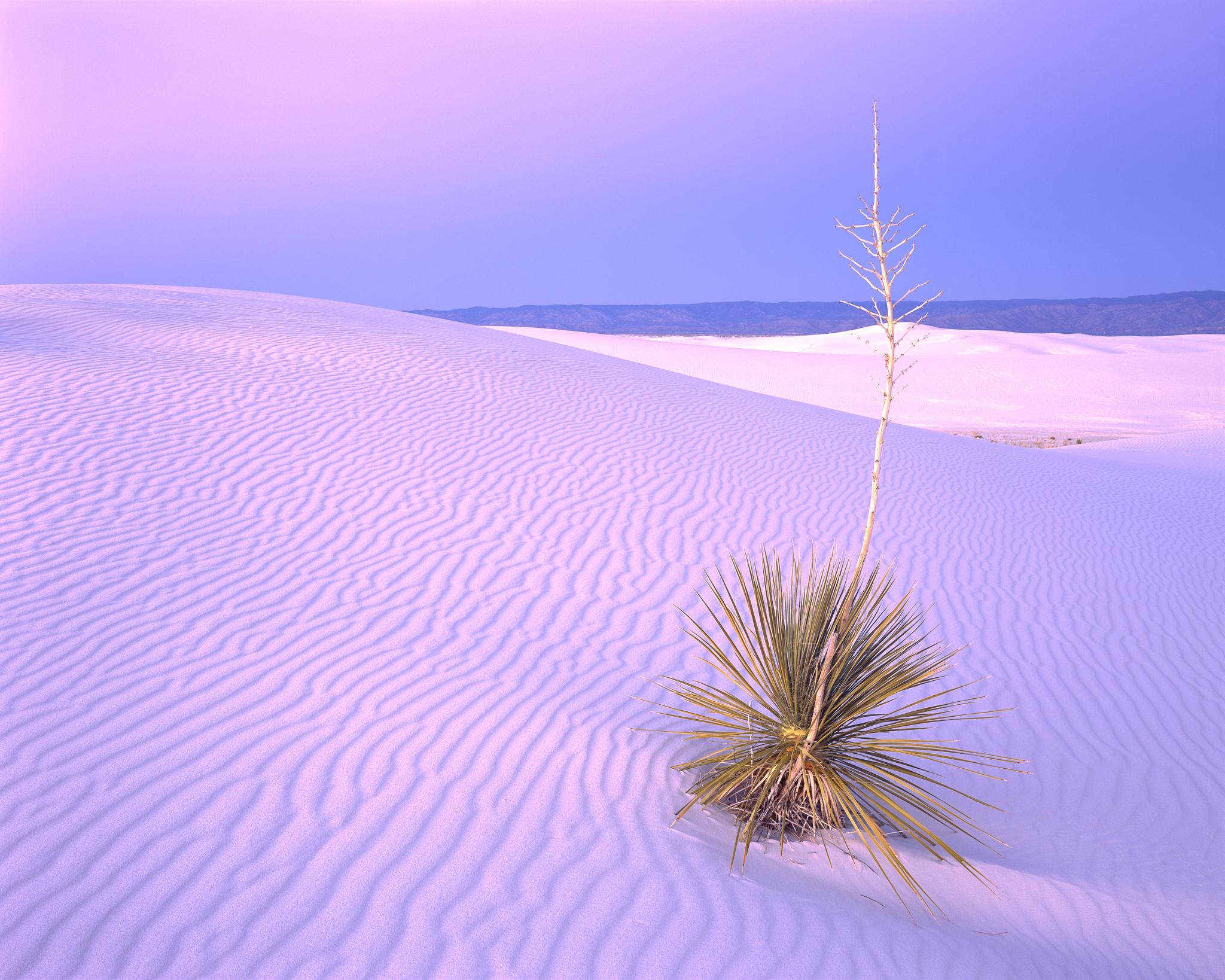 Fine art landscape photography print: White Sands Yucca