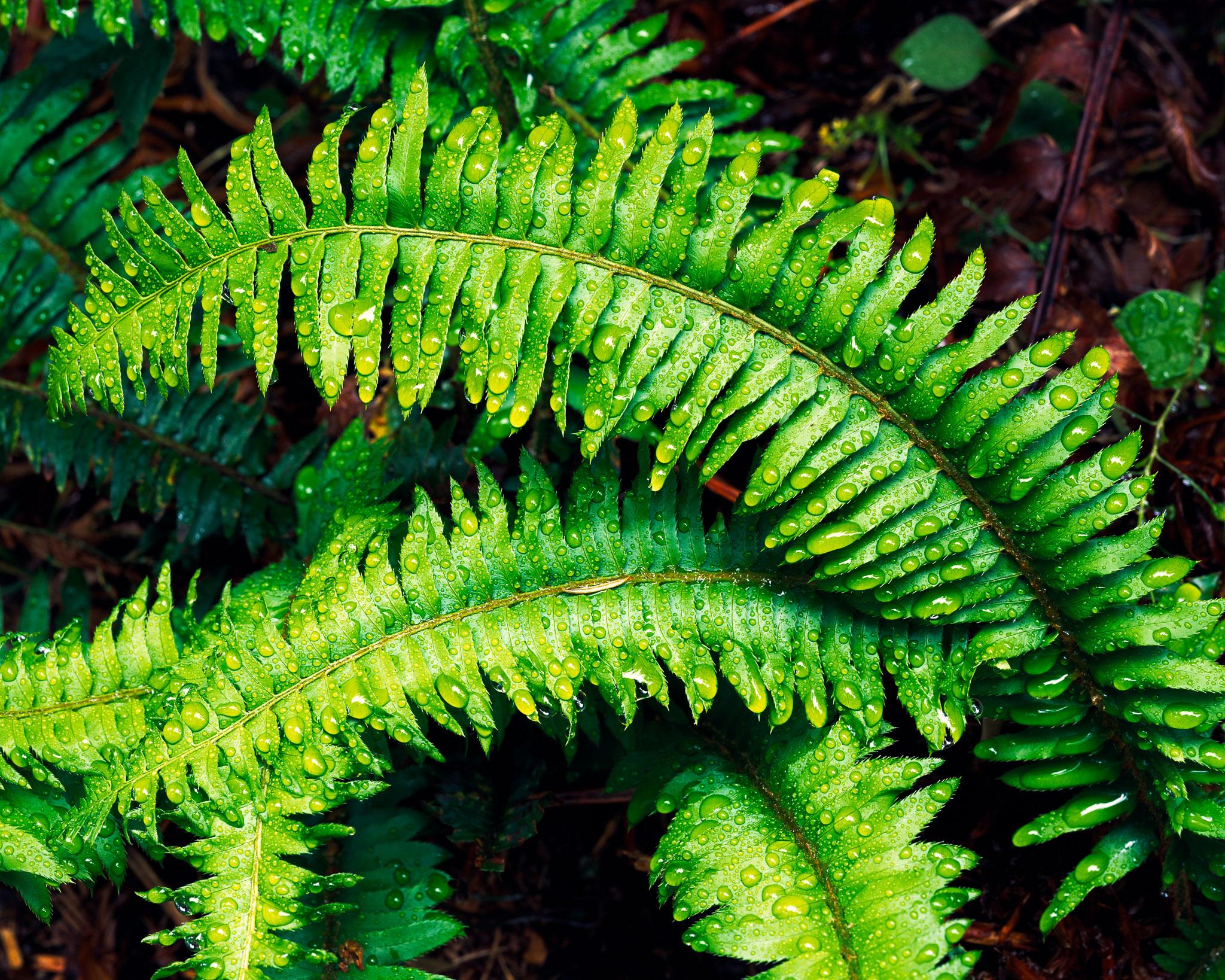 Fine art landscape photography print: Water Drops on Fern