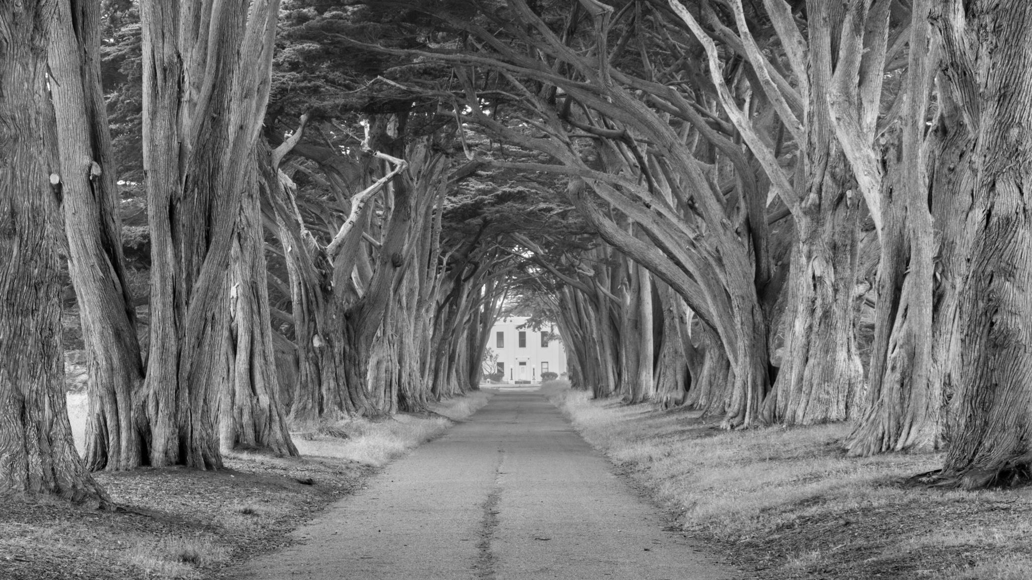 Monterey cypress trees planted along a California road have grown together overhead into a tunnel. Photograph by Marty Quinn
