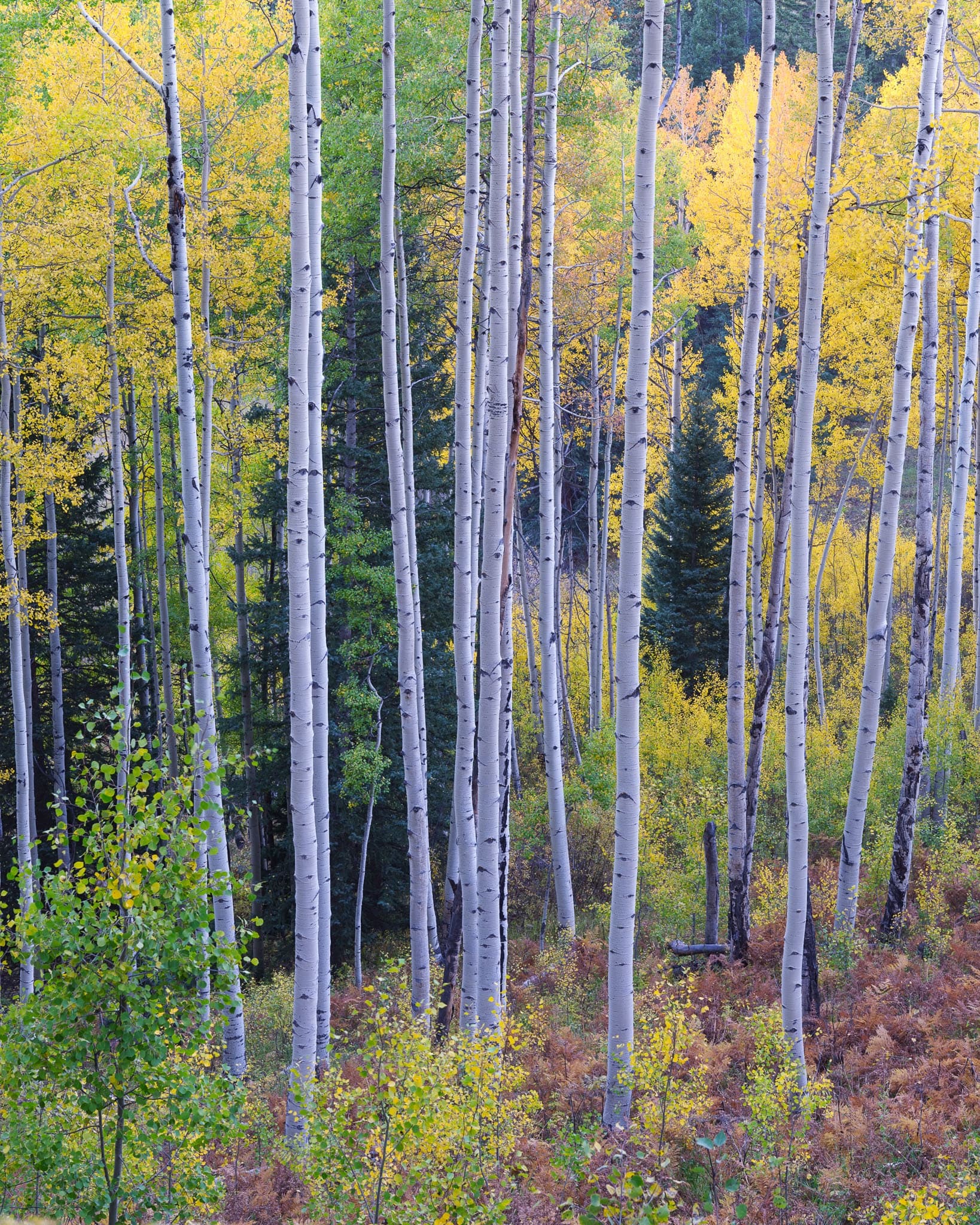 A dense stand of aspens in early fall color fills the frame, the white trunks rising through a mix of yellow, green, and gold foliage, Colorado. Photograph by Marty Quinn
