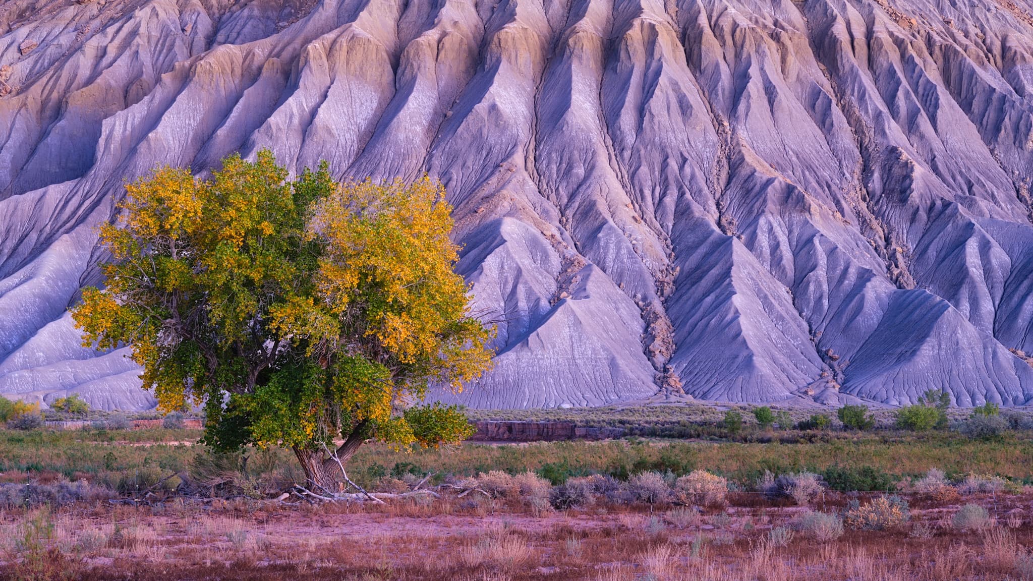 A lone cottonwood in full fall color stands in front of the striped eroded clay of Blue Mesa in Petrified Forest National Park, Arizona, Utah. Photograph by Marty Quinn