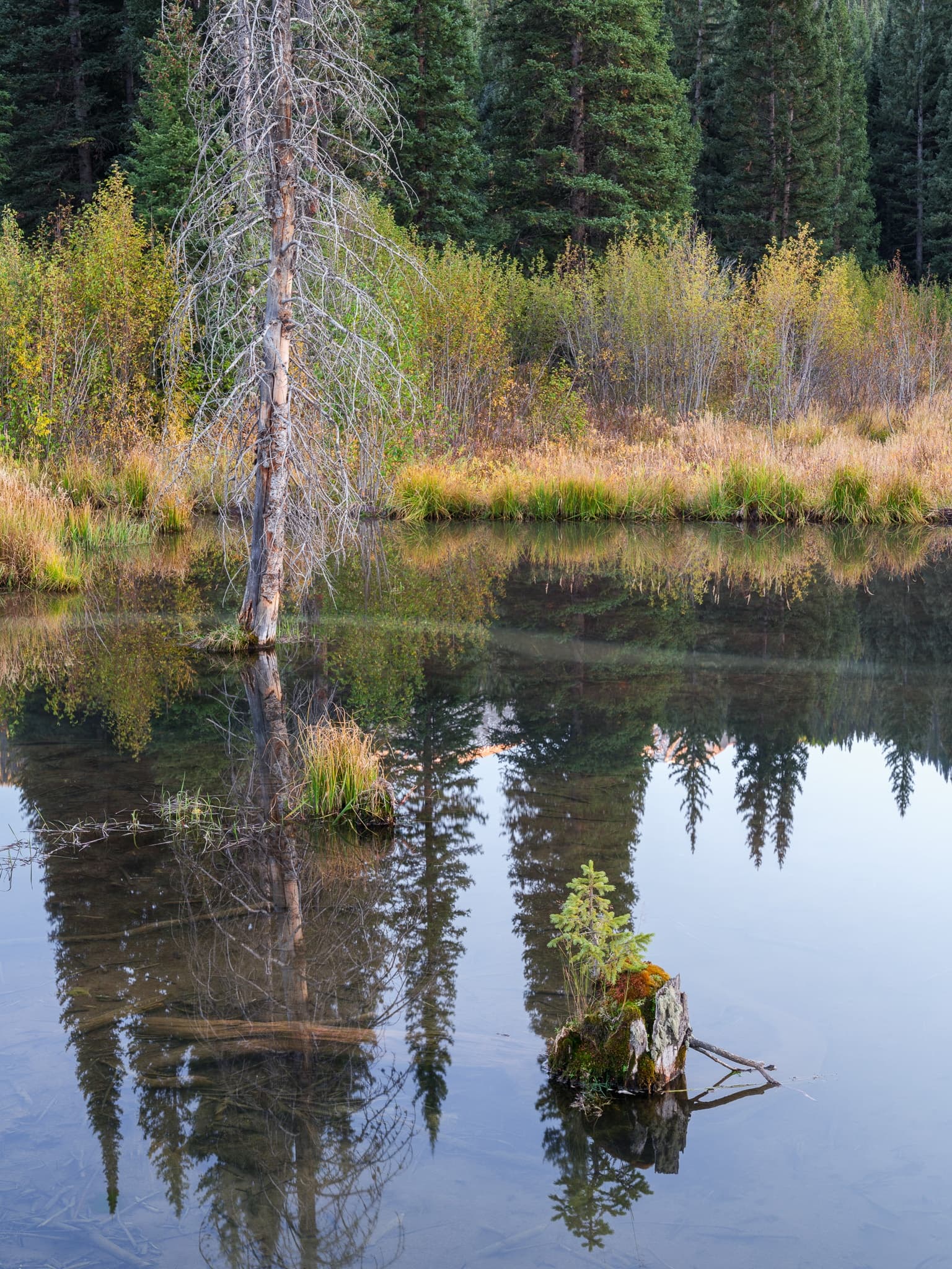 A dead Engelmann spruce stands in a mountain lake while a young sapling grows from a moss-covered stump beside it, Colorado. Photograph by Marty Quinn