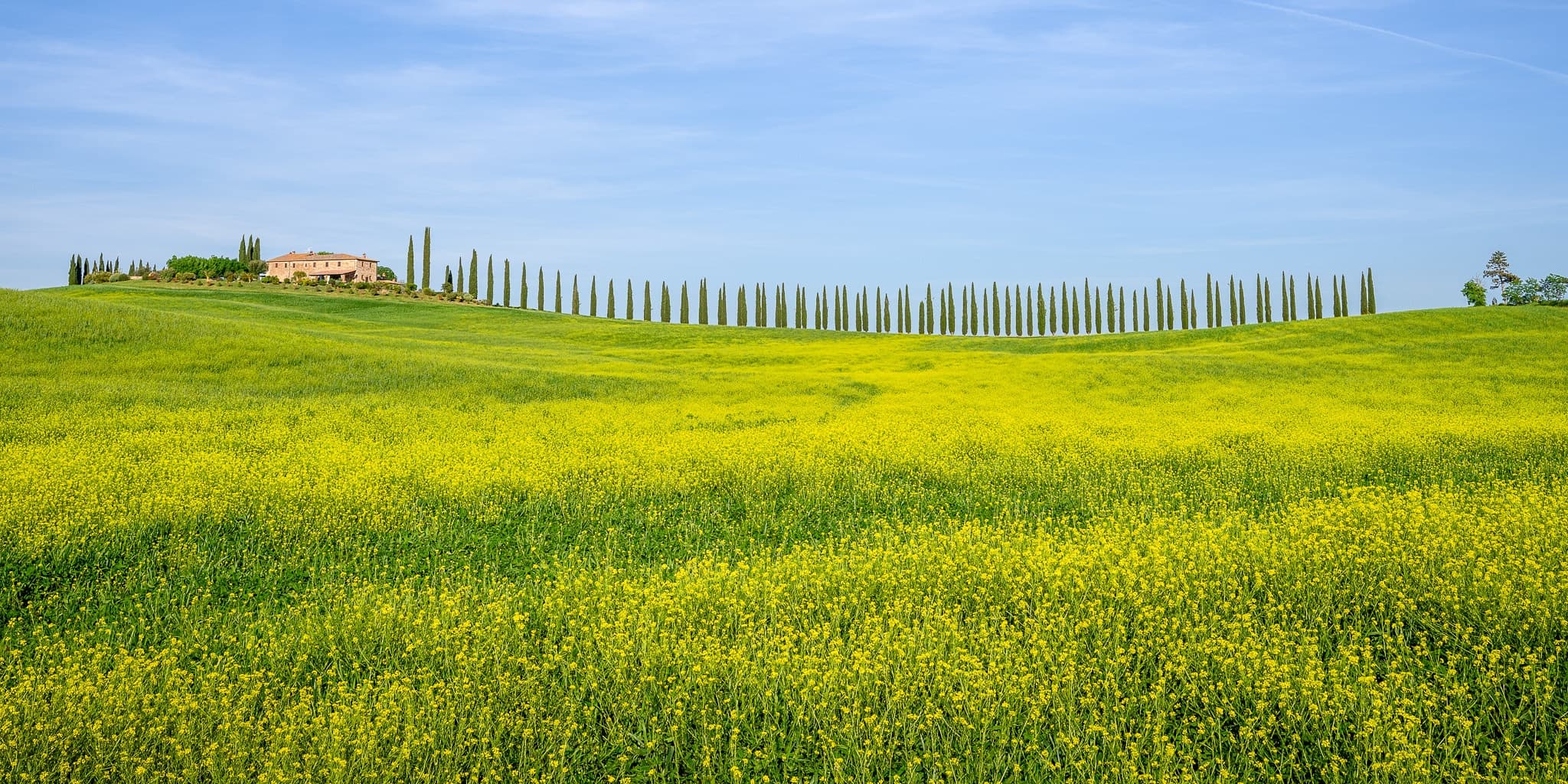A lane of Tuscan cypress trees with Black Mustard flowers blooming in the verge, Val d'Orcia, Tuscany, International. Photograph by Marty Quinn