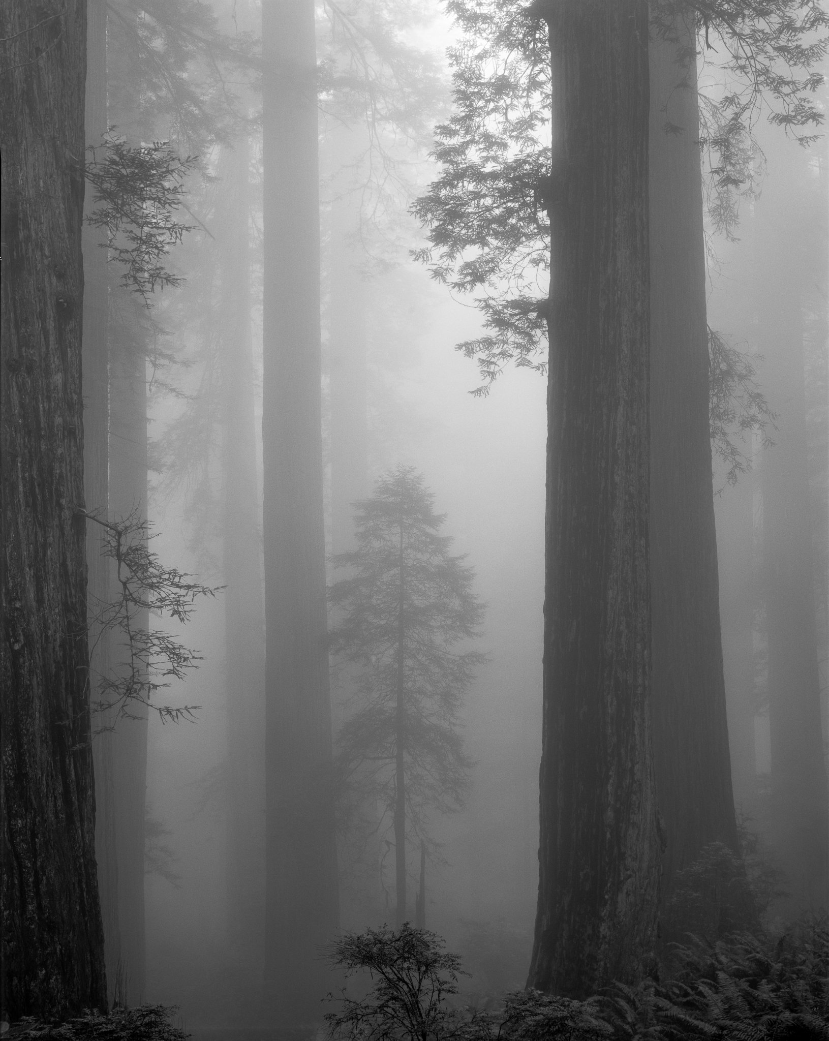 Fine art landscape photography print: Among Giants