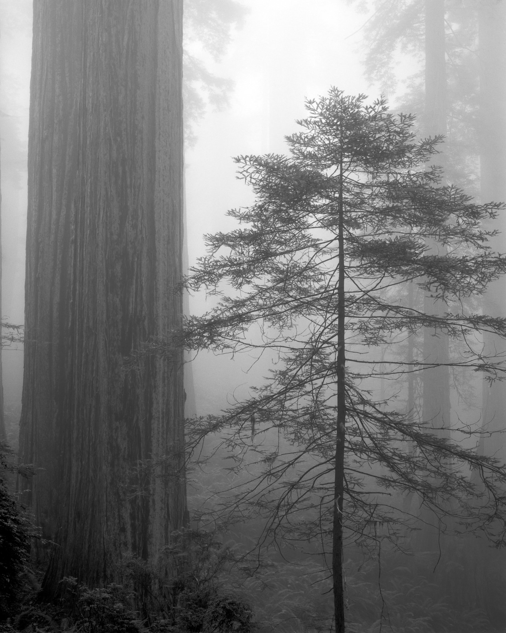 Fine art landscape photography print: New Growth