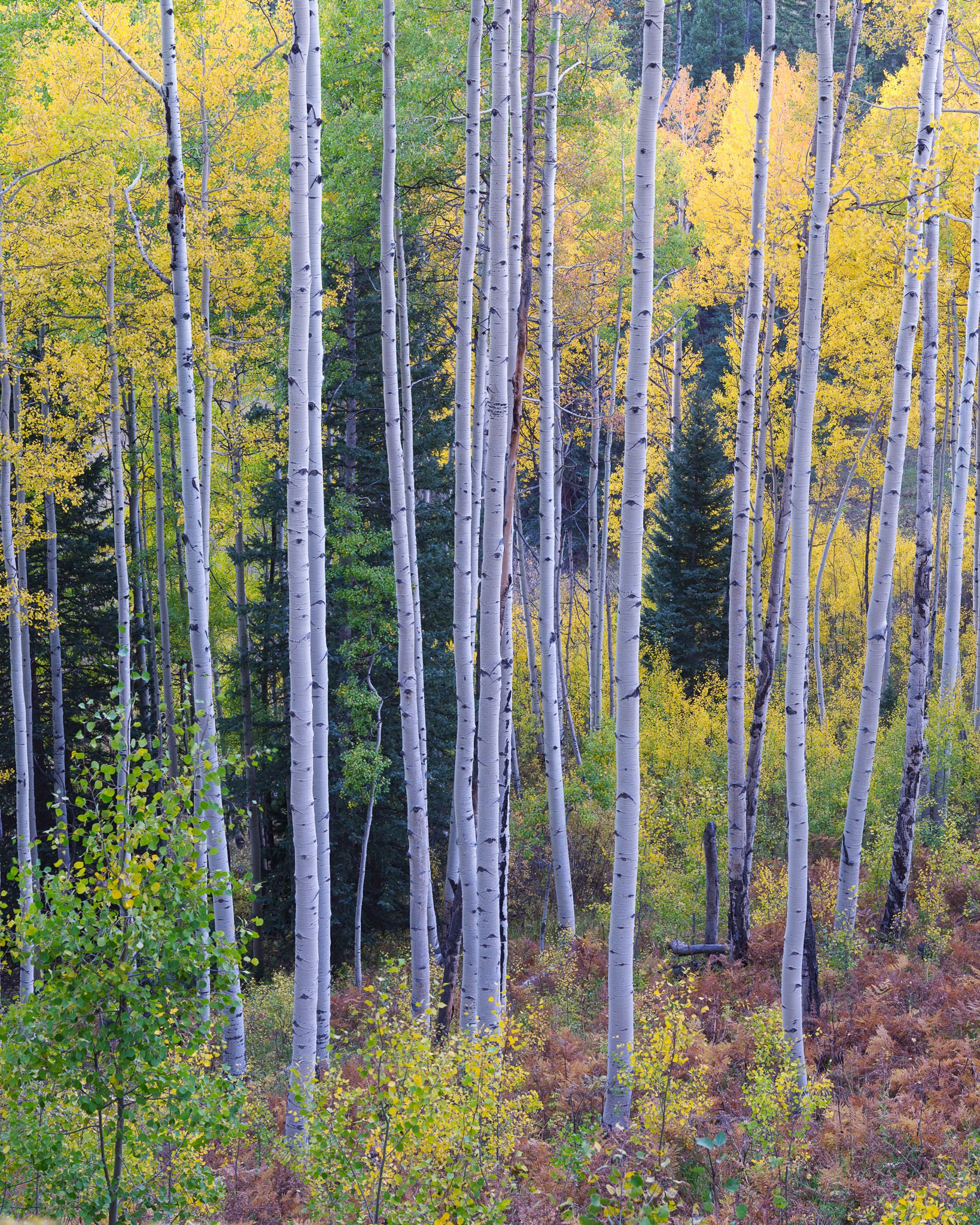 Fine art landscape photography print: Colorado Fall Color