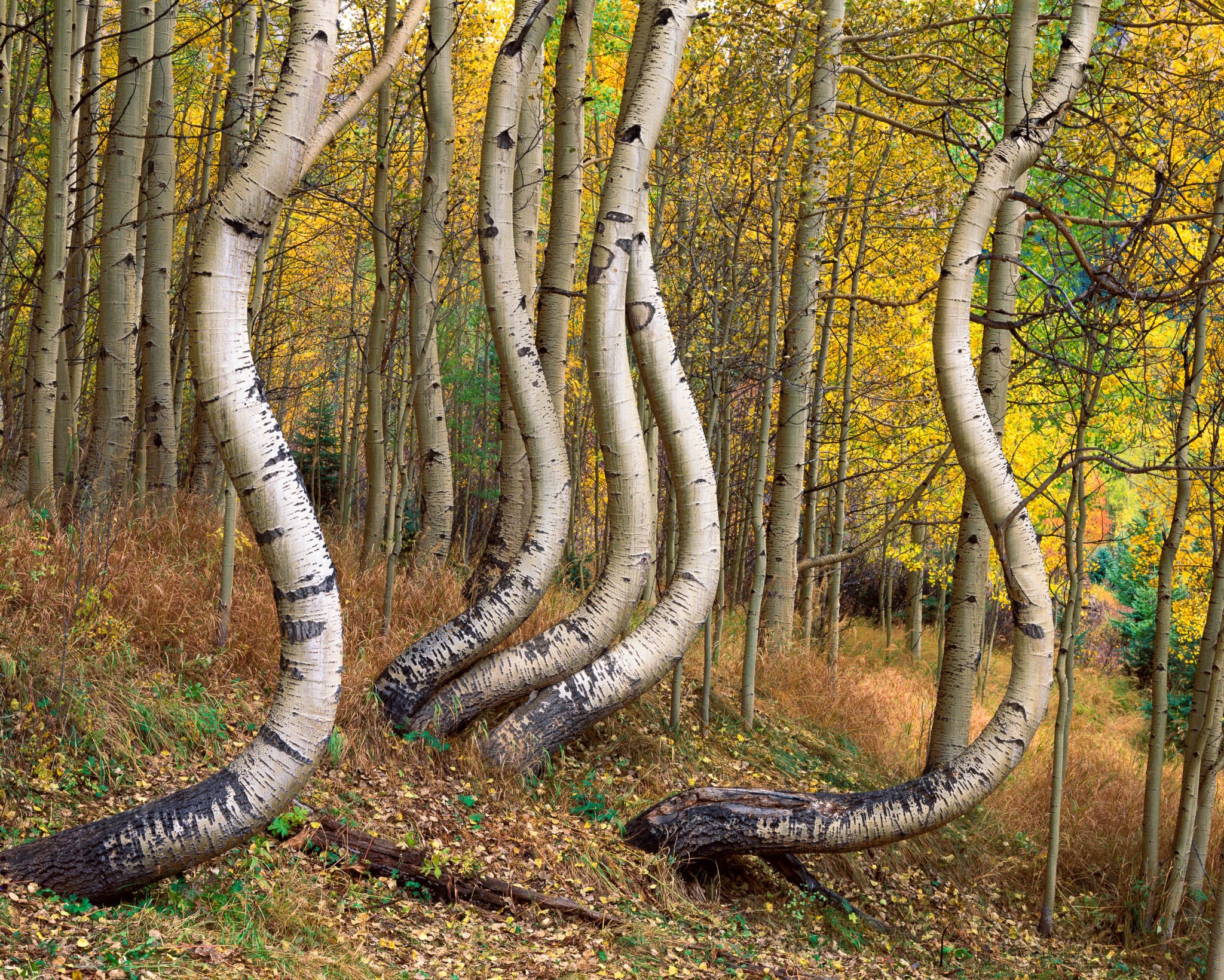 Fine art landscape photography print: Curved Aspen