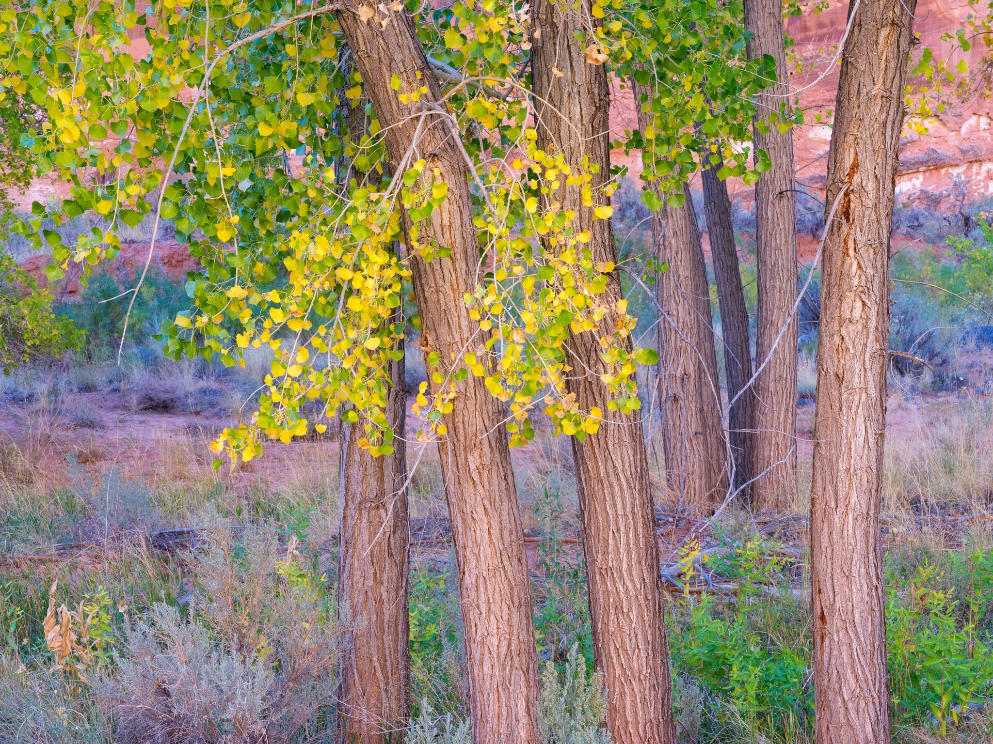 Fine art landscape photography print: Golden Cottonwood Reflections
