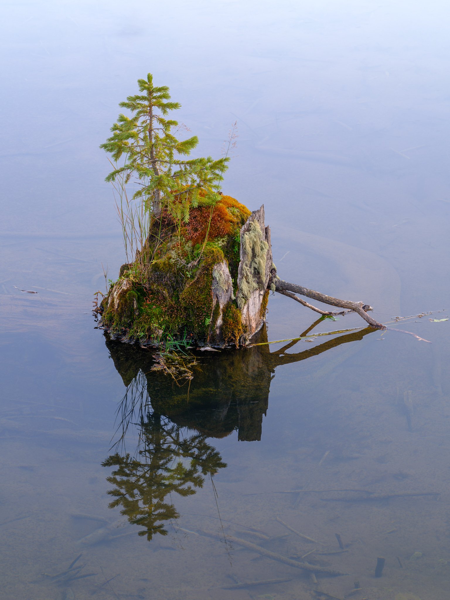 Fine art landscape photography print: Engelmann's Spruce Sapling