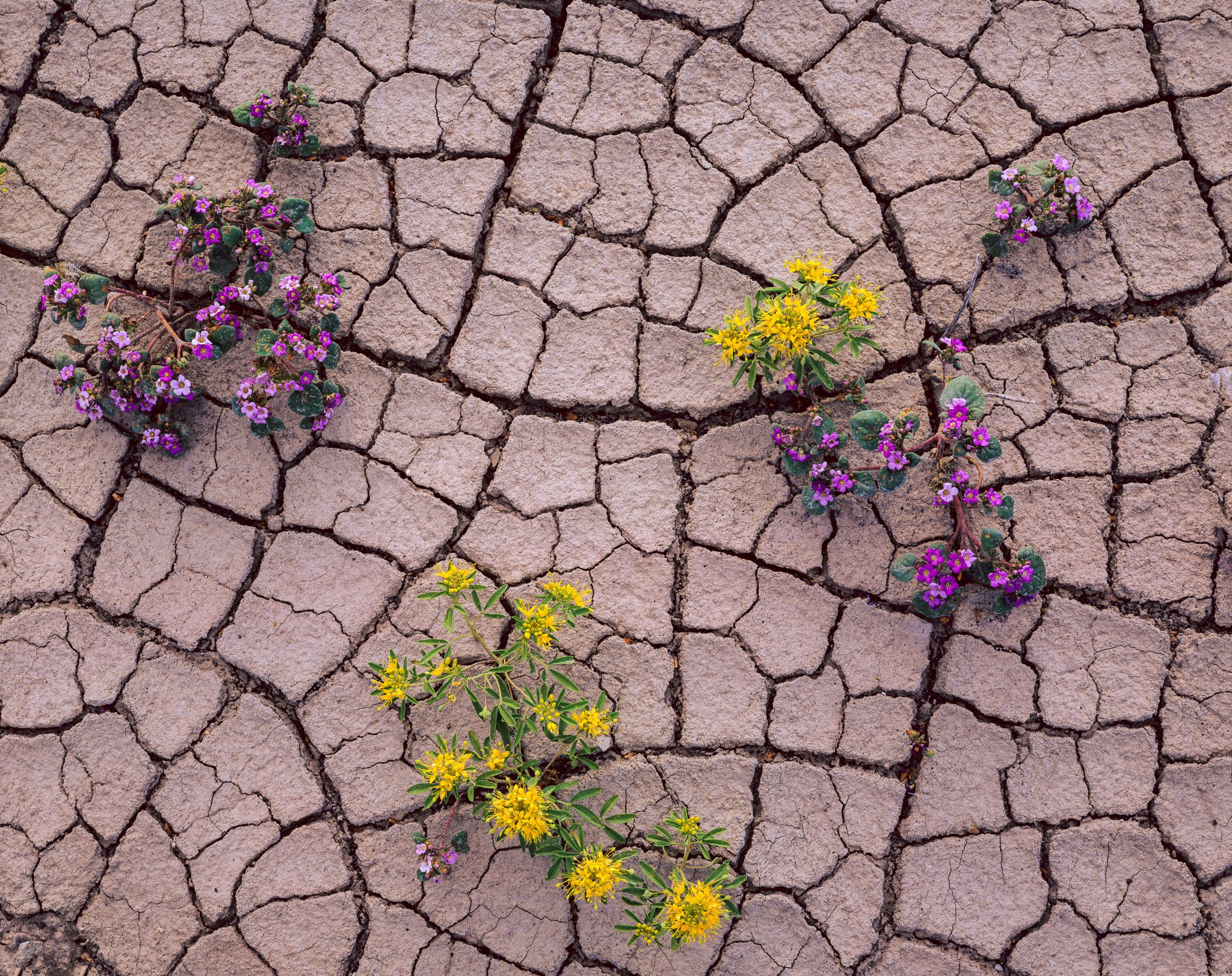 Fine art landscape photography print: Flowers in Mud Cracks