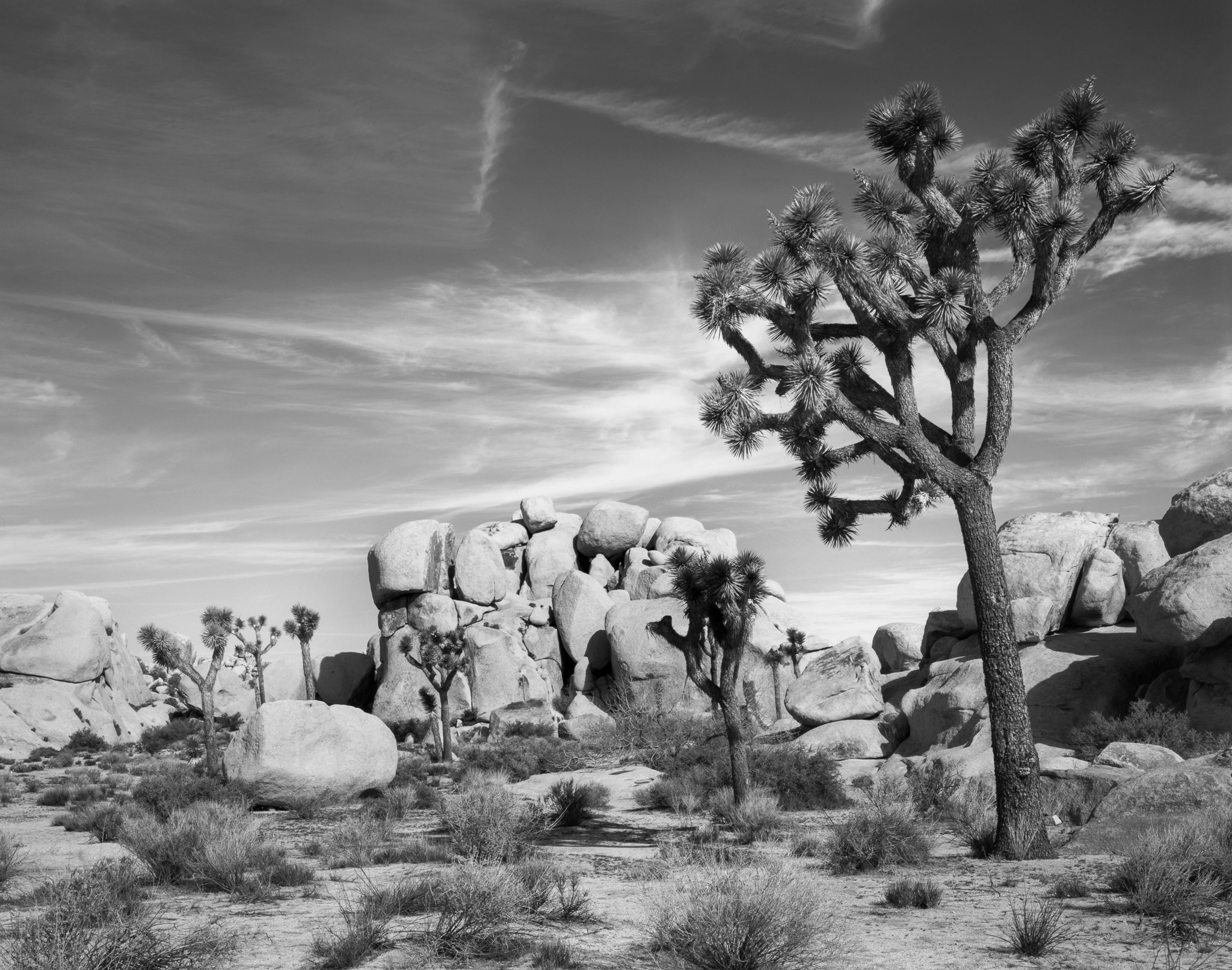 Fine art landscape photography print: Joshua Tree and Rocks