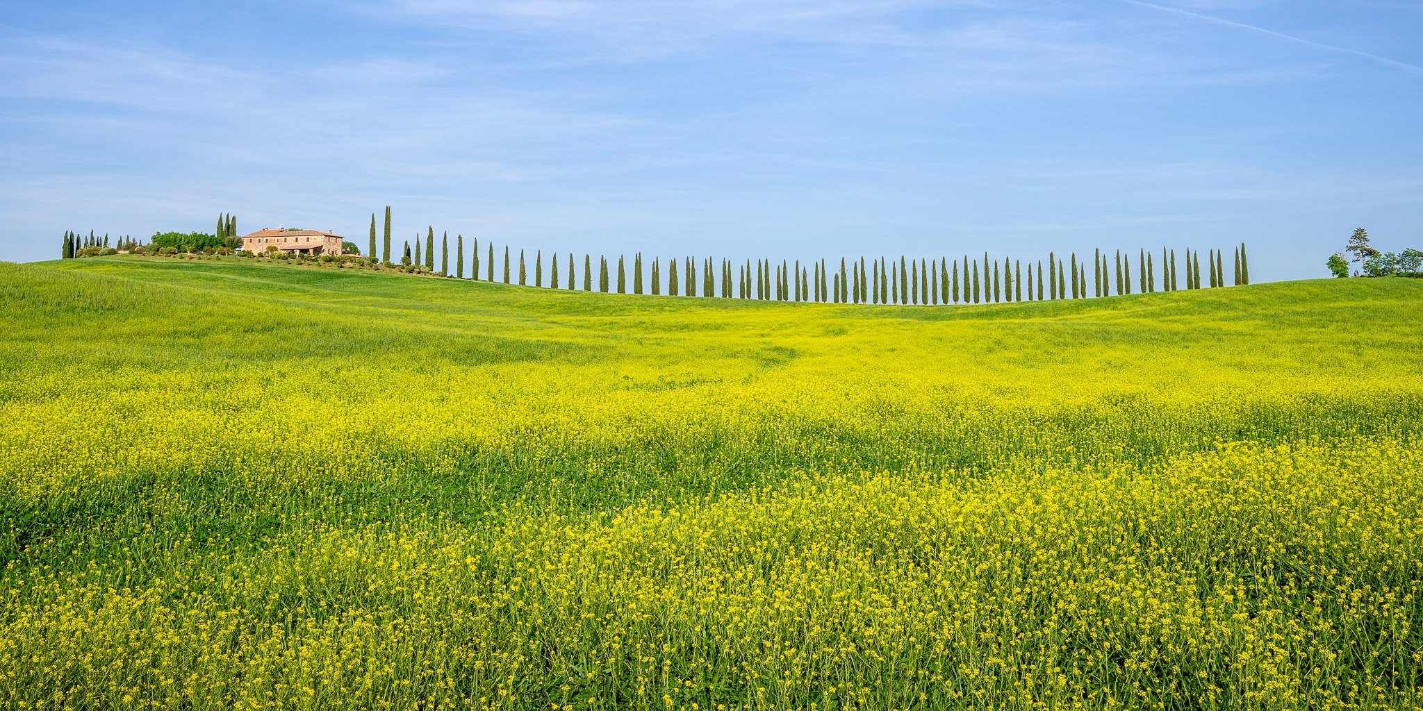 Fine art landscape photography print: Cypress Avenue