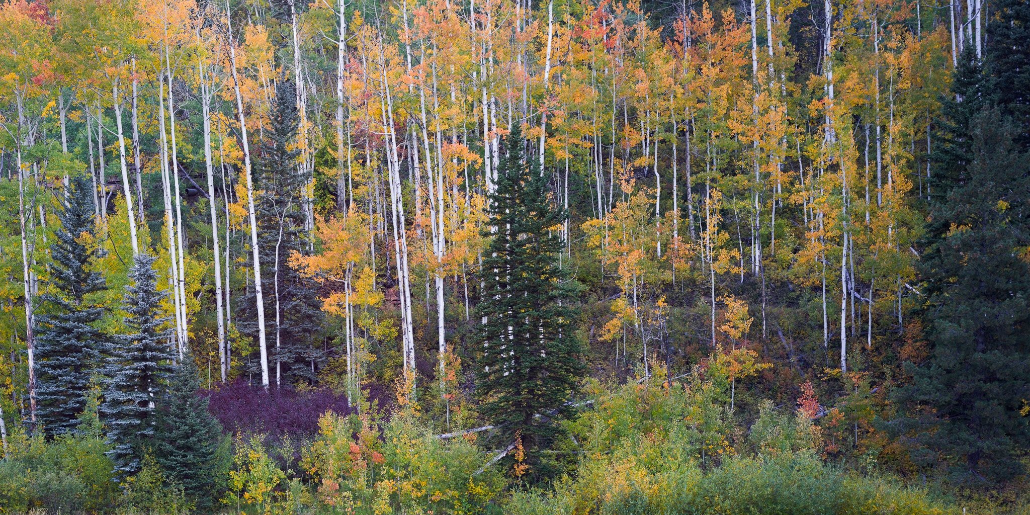 Fine art landscape photography print: Aspen Color Pano