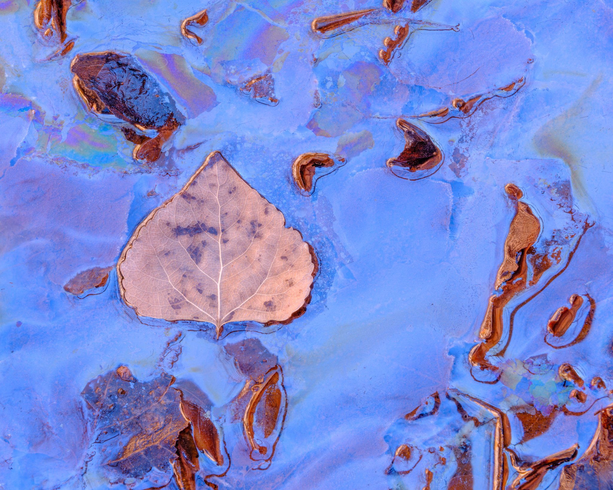 Fine art landscape photography print: Prismatic Stillness: Leaf in Stream