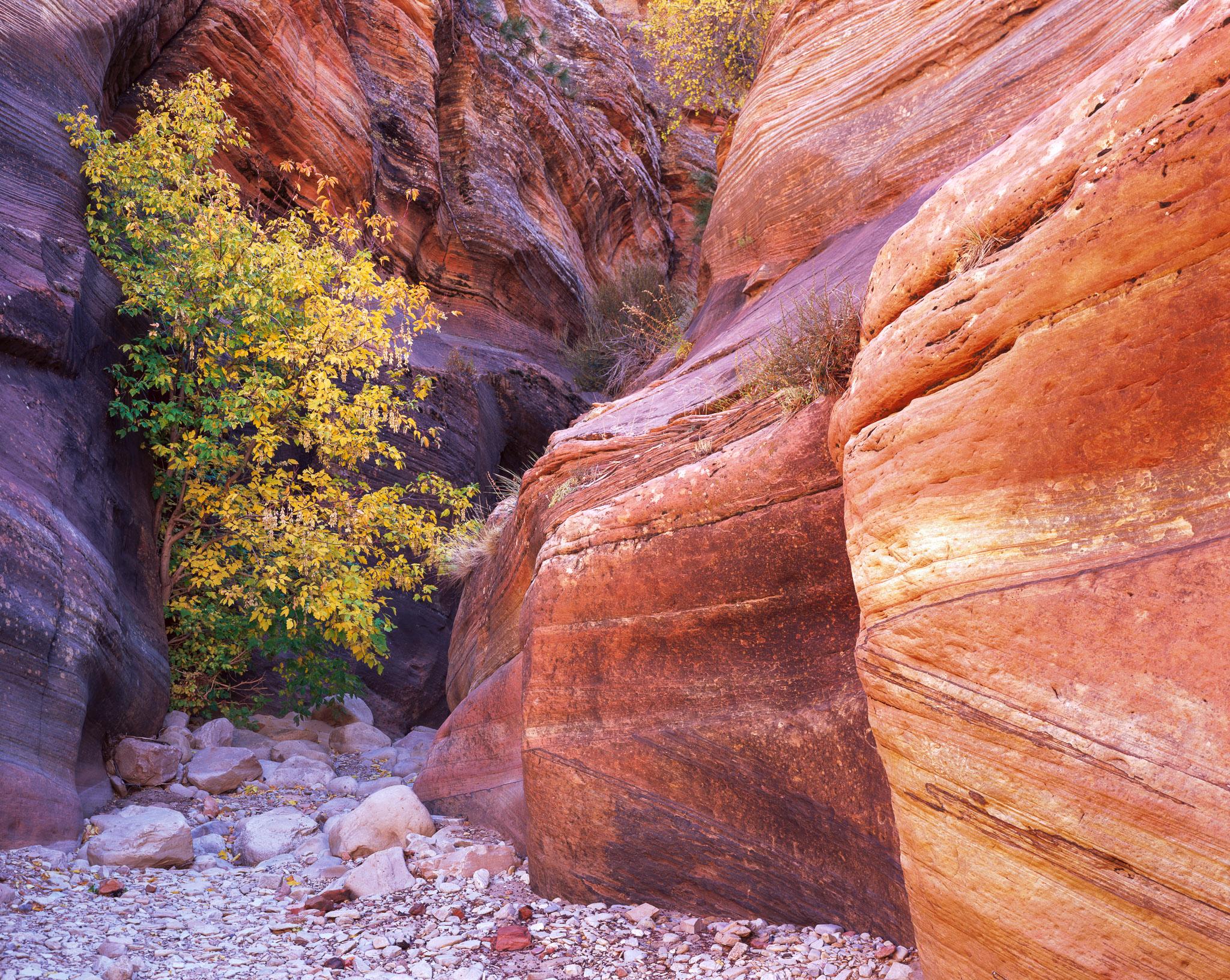 Fine art landscape photography print: Life's Path
