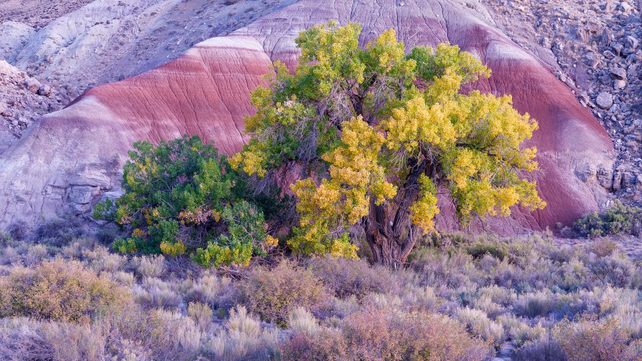 Fine art landscape photography print: Cottonwood and Bentonite Hill
