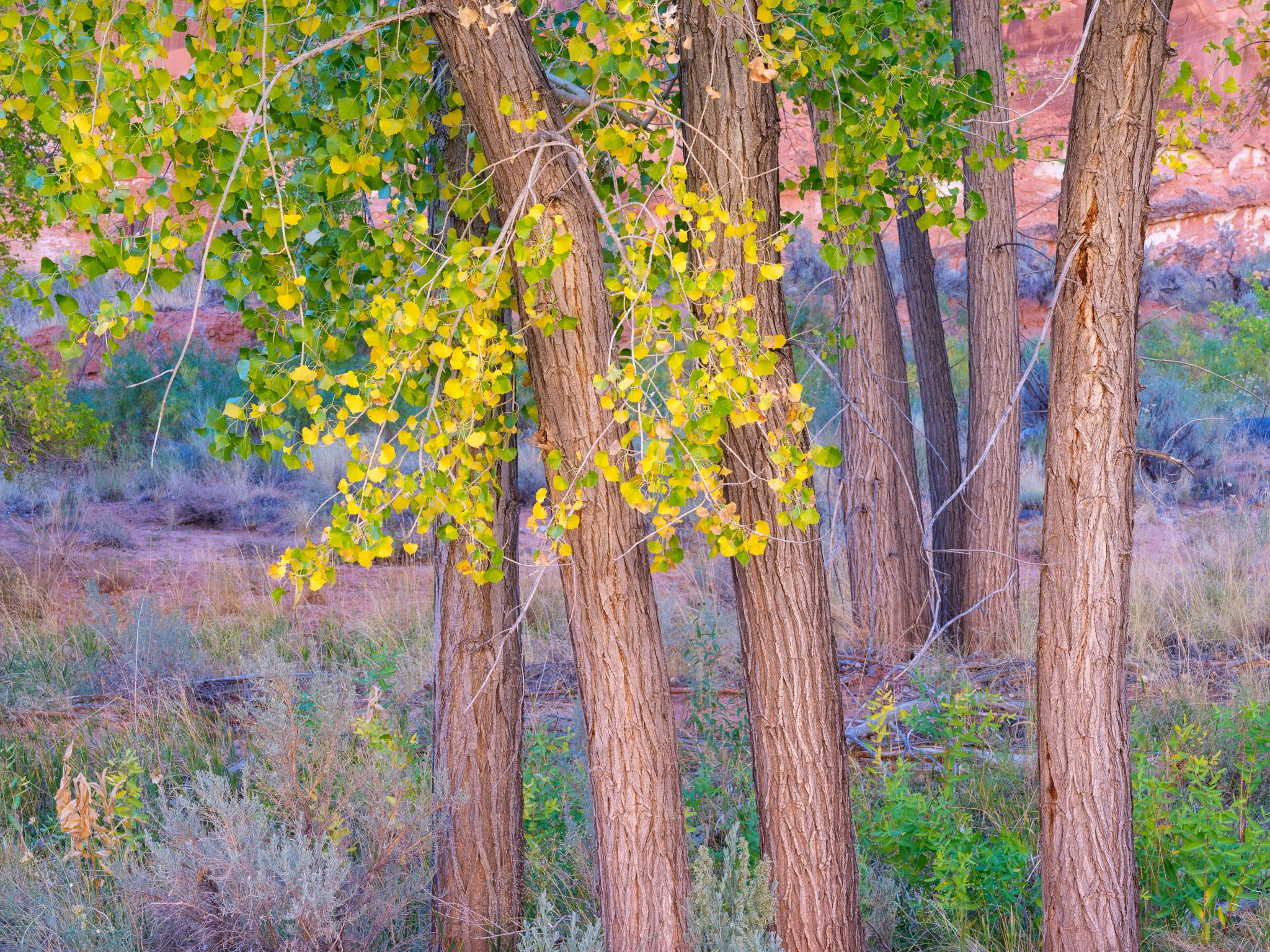 Fine art landscape photography print: Golden Cottonwood Reflections