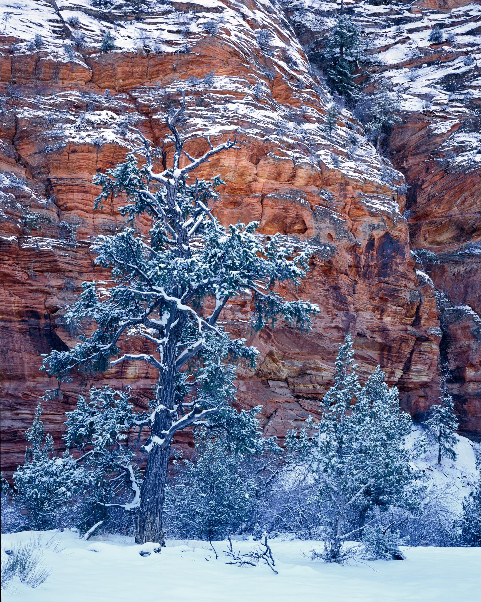 Fine art landscape photography print: Zion Snowstorm