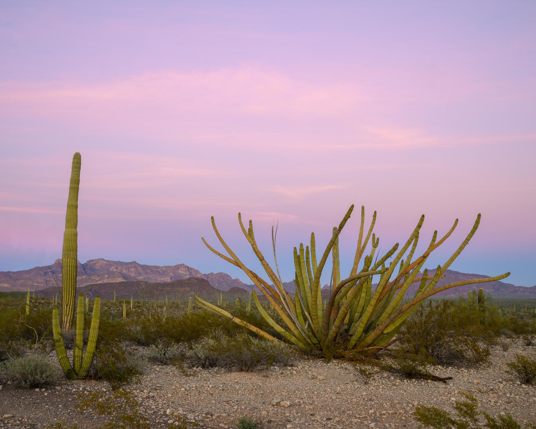 Fine art landscape photography print: Organ Pipe Sunset