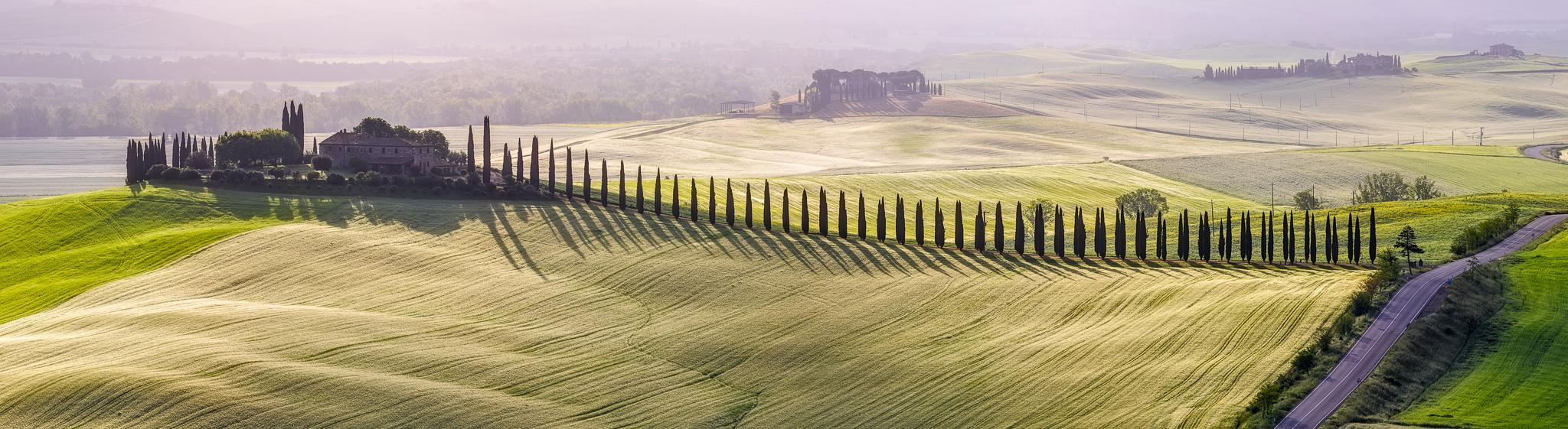 Fine art landscape photography print: Golden Light on Cypress Avenue