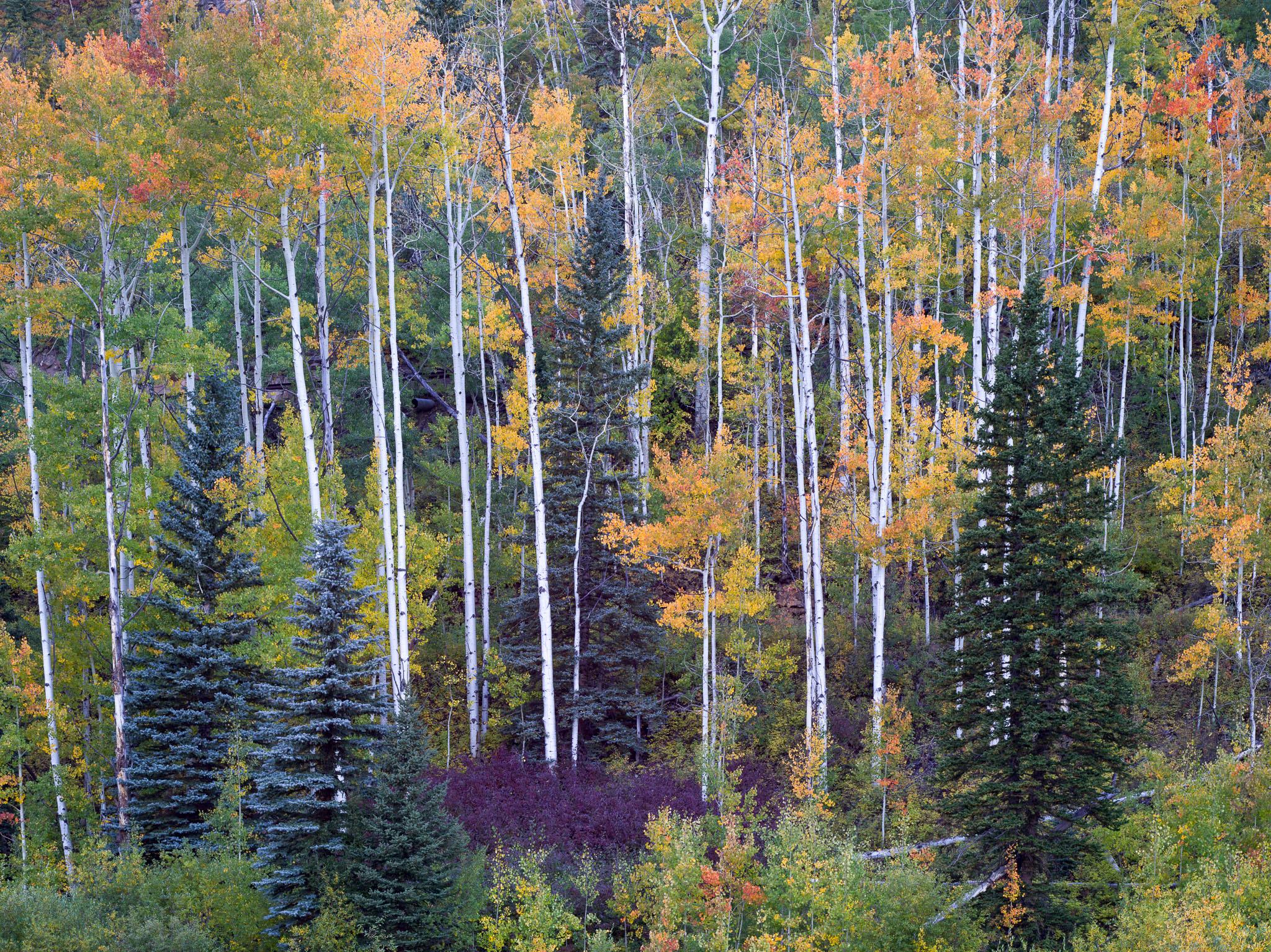 Fine art landscape photography print: Aspen Color