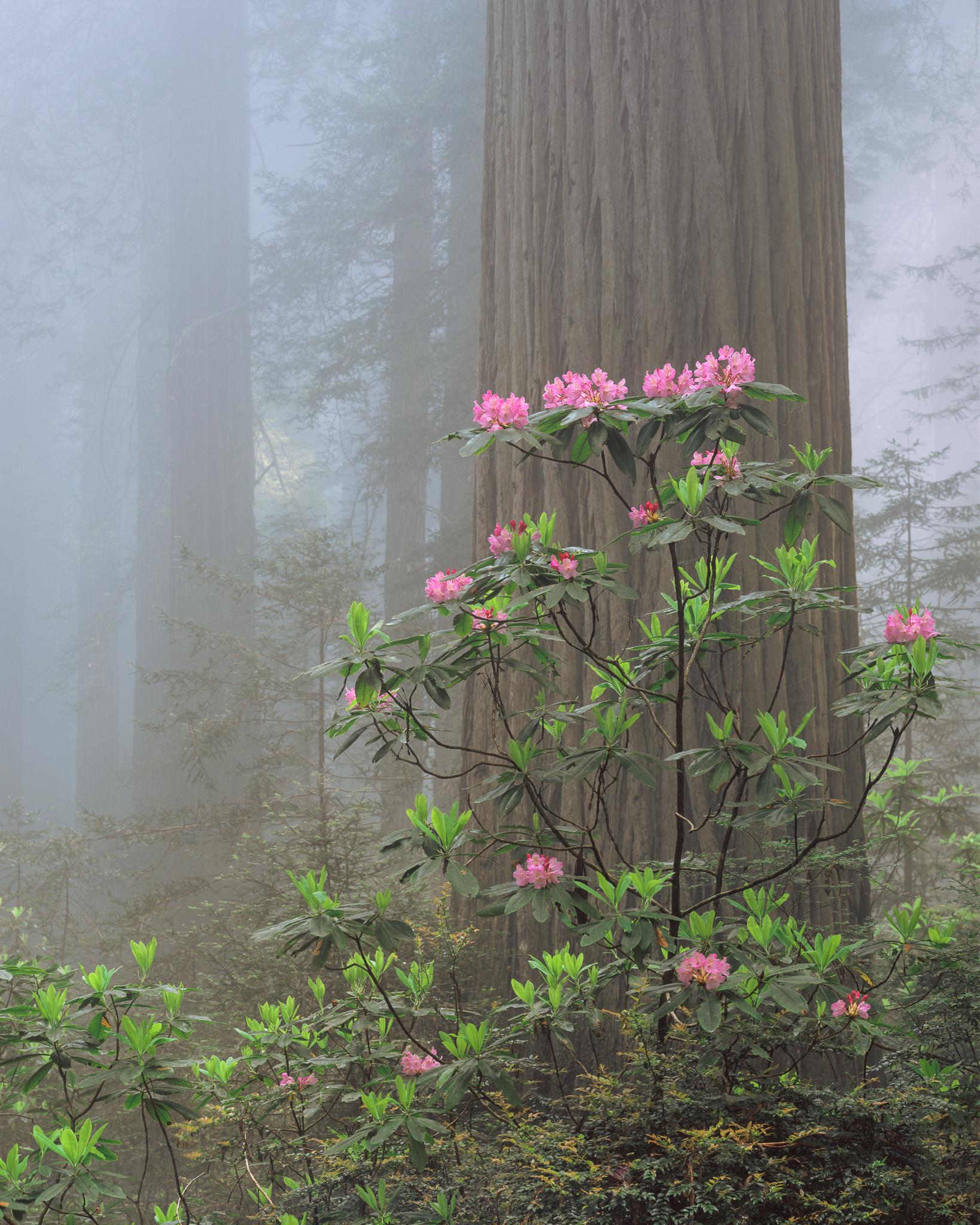 Fine art landscape photography print: Rhoddys in Fog