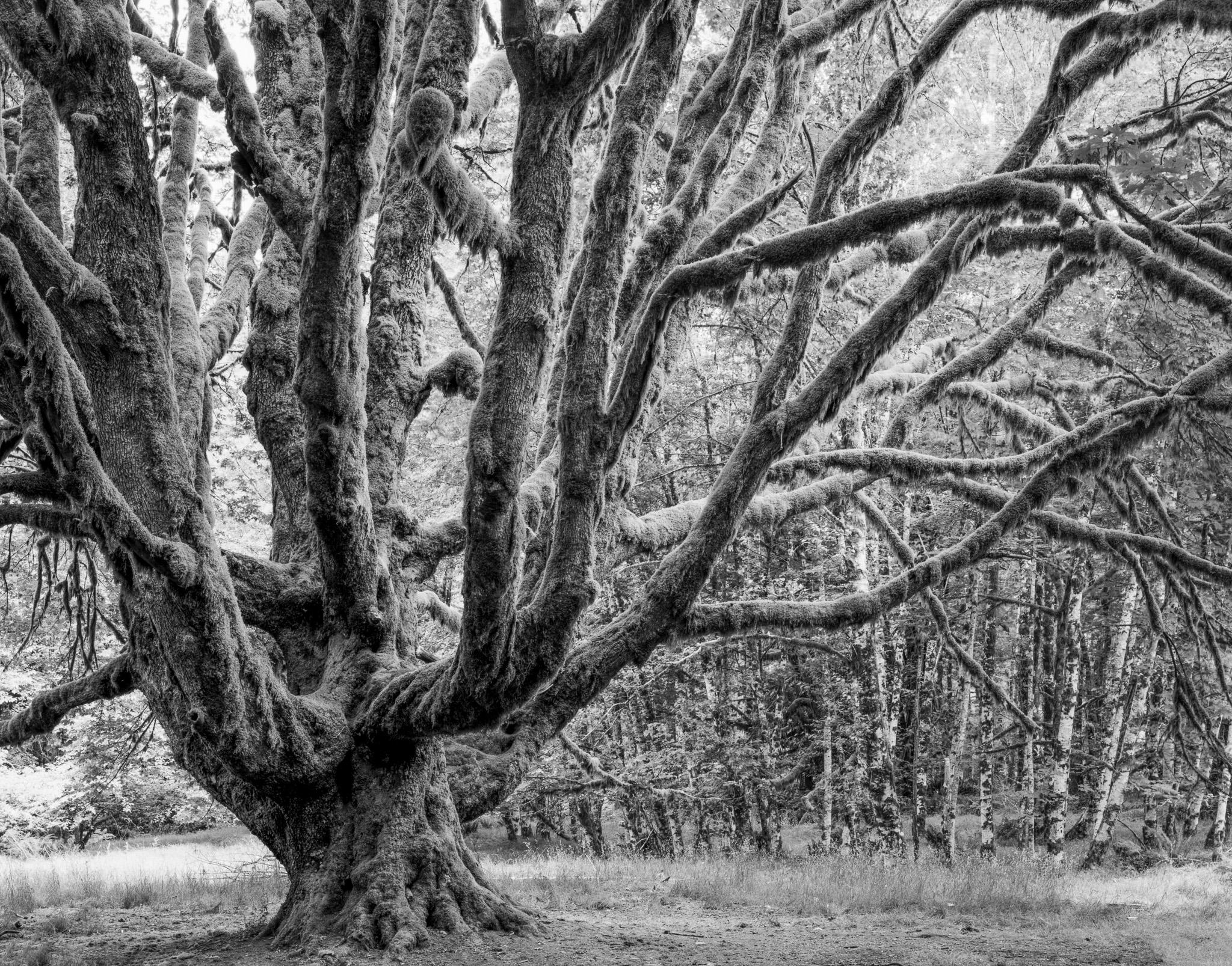 Fine art landscape photography print: Serendipity