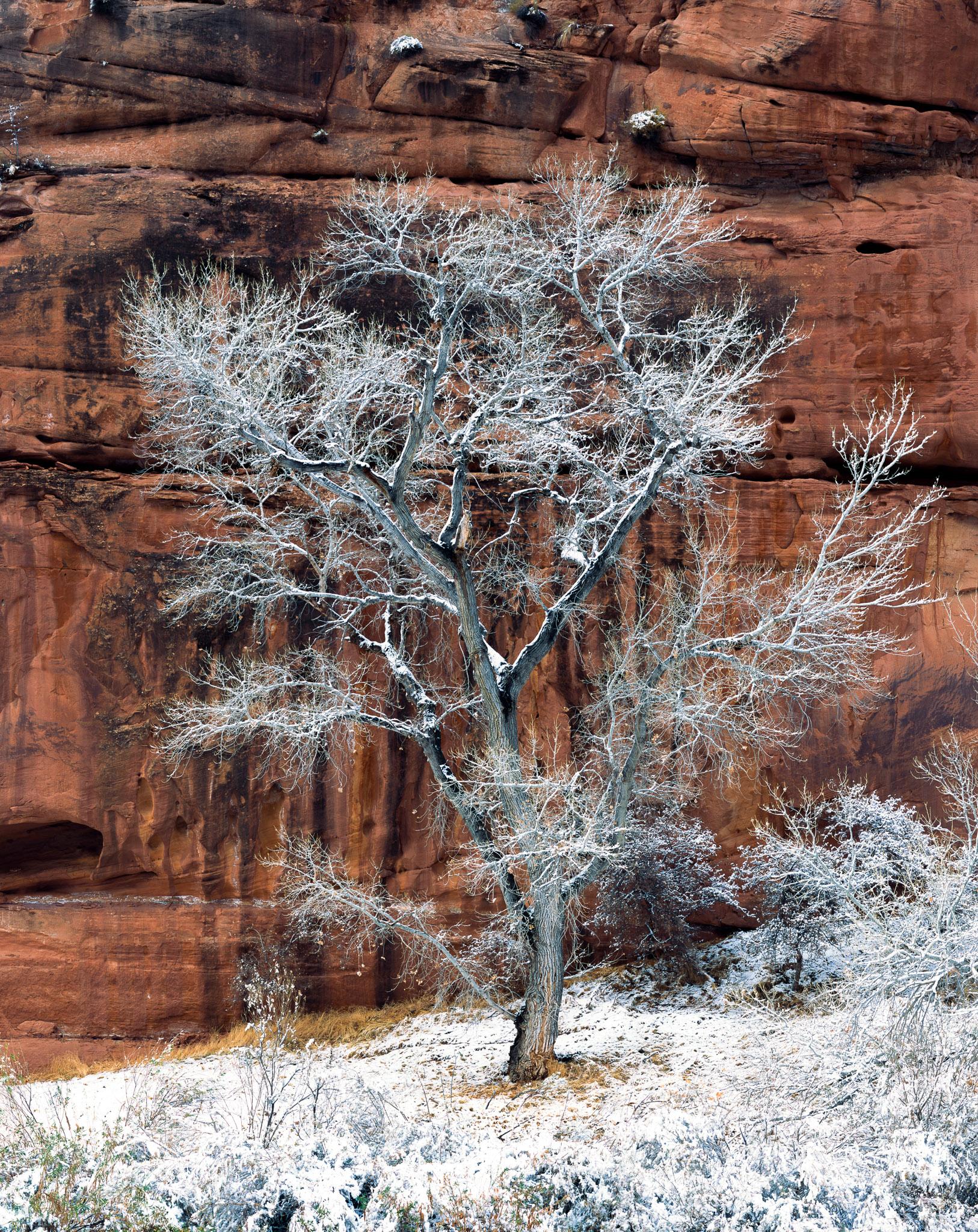 Fine art landscape photography print: Snow Covered Tree