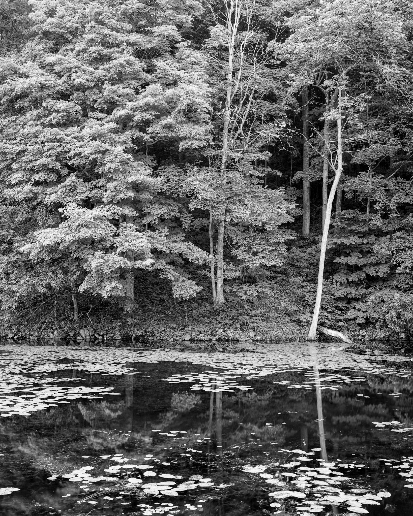 Fine art landscape photography print: Ontario Forest Reflection