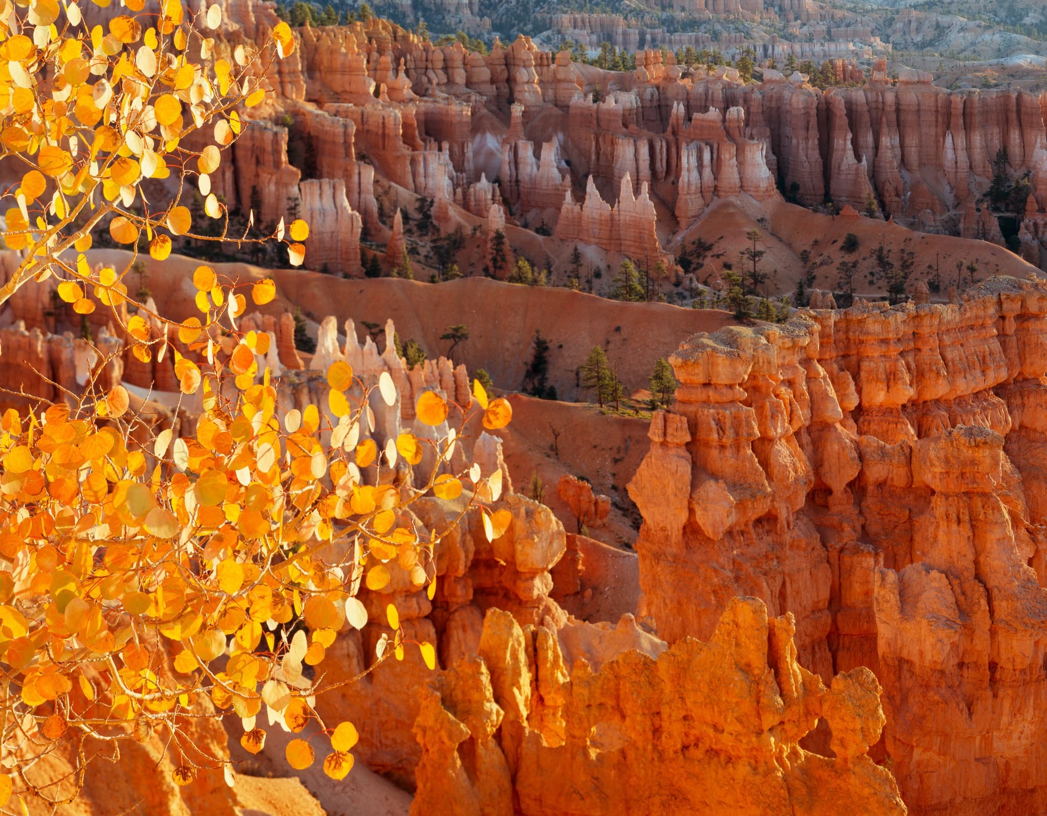 A golden aspen catches the last of the afternoon light at the rim of Bryce Canyon, its leaves nearly the same color as the hoodoos behind it, Utah. Photograph by Marty Quinn