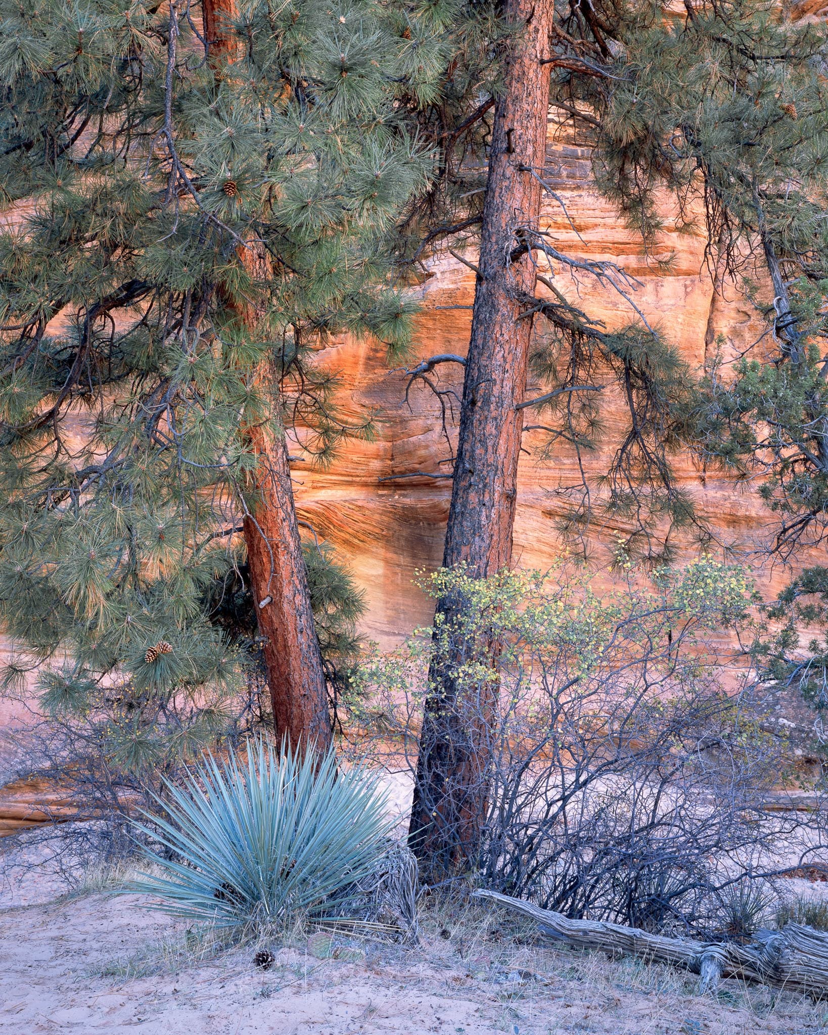A yucca and ponderosa pines in front of the glowing orange sandstone walls of Zion National Park at sunset, Utah. Photograph by Marty Quinn