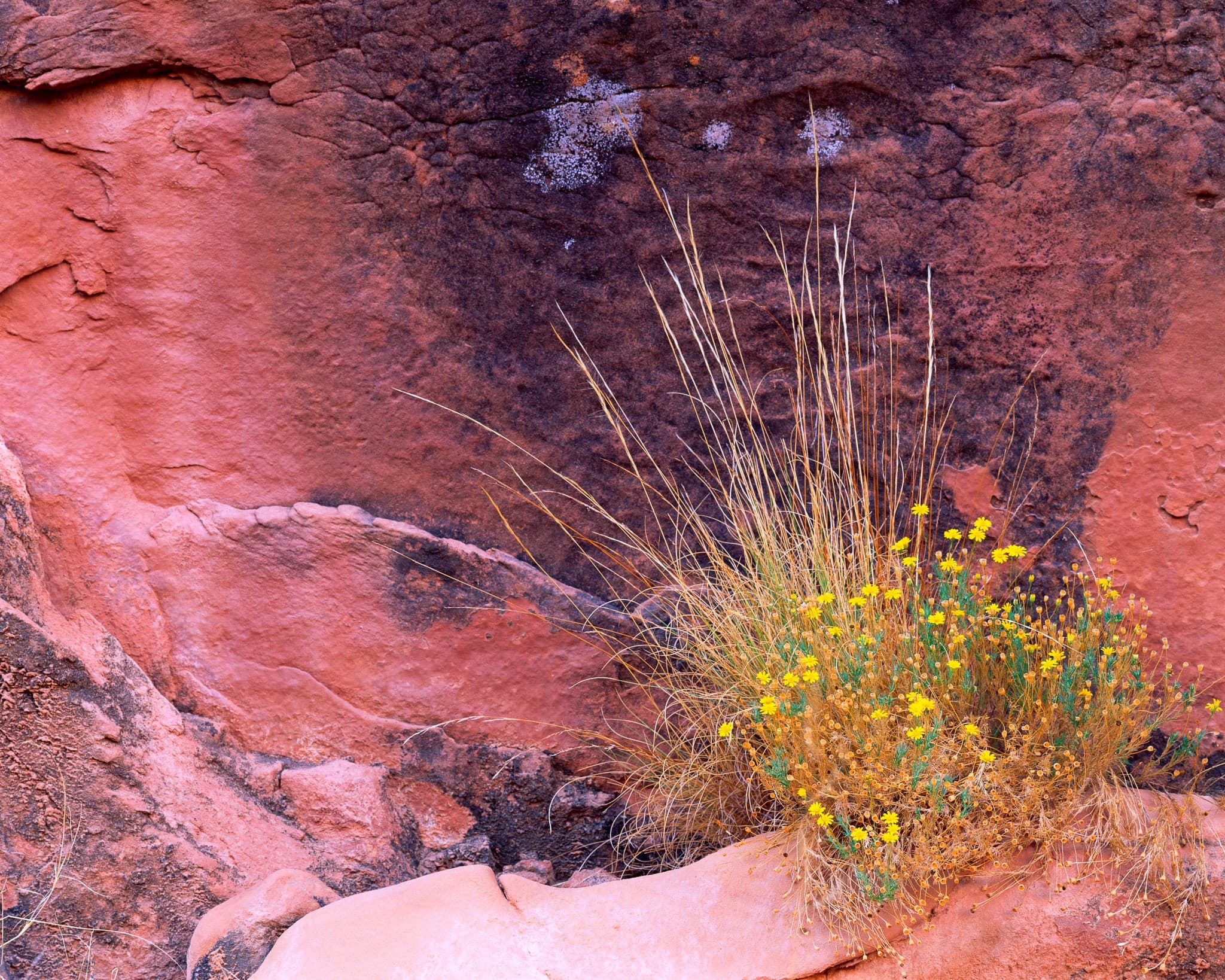 Wildflowers against a red sandstone wall in a remote canyon in Grand Staircase-Escalante, Utah. Photograph by Marty Quinn