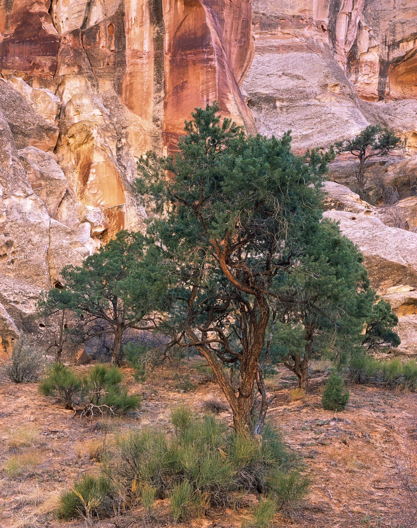 A single pinyon pine grows from the canyon floor at Capitol Reef, its dark green canopy set against layered sandstone streaked with desert varnish, Utah. Photograph by Marty Quinn