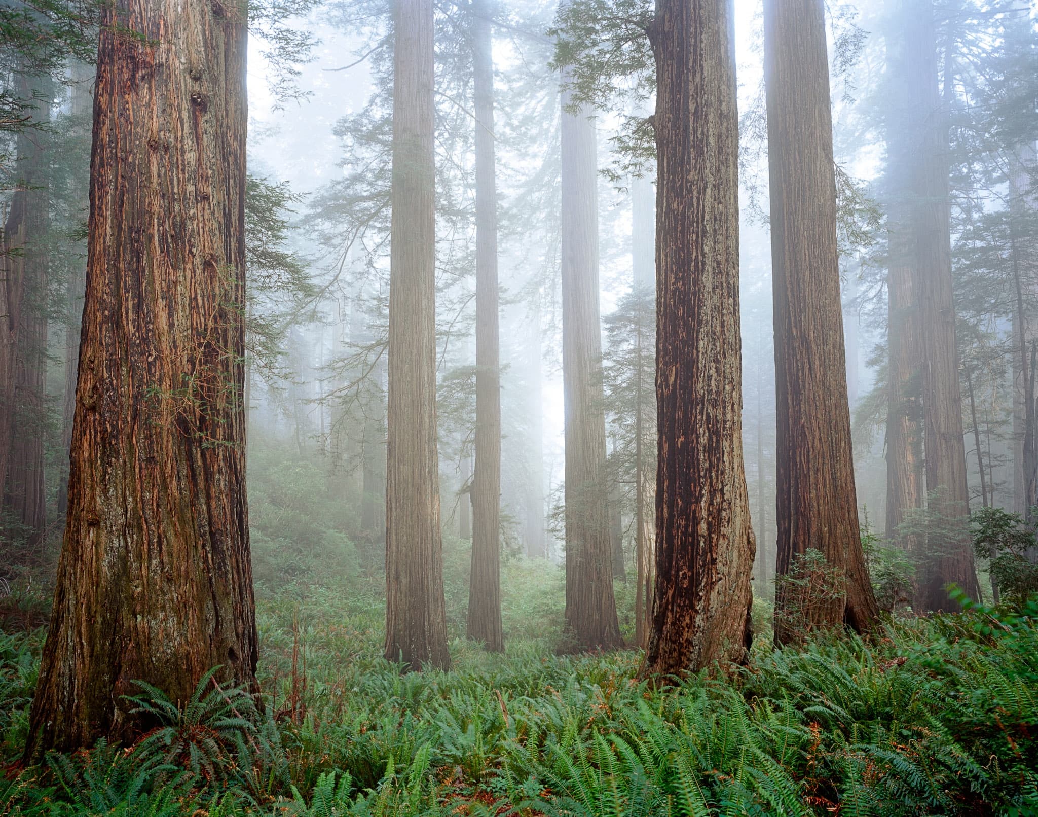 Coast redwoods rise from a carpet of sword ferns as morning fog fills a Northern California grove. Photograph by Marty Quinn