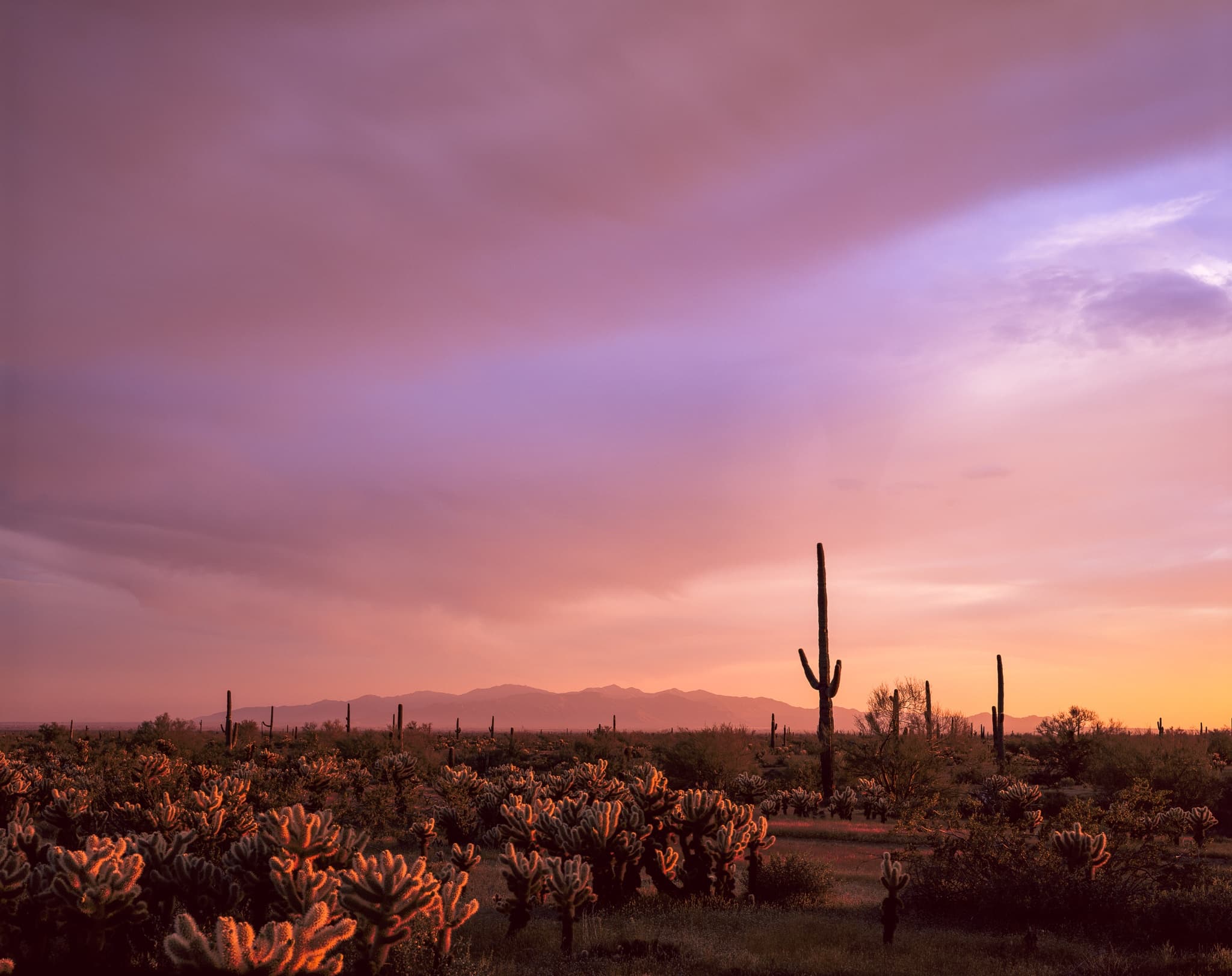 A saguaro cactus backlit by the last light of a summer evening in the Sonoran Desert of Arizona. Photograph by Marty Quinn