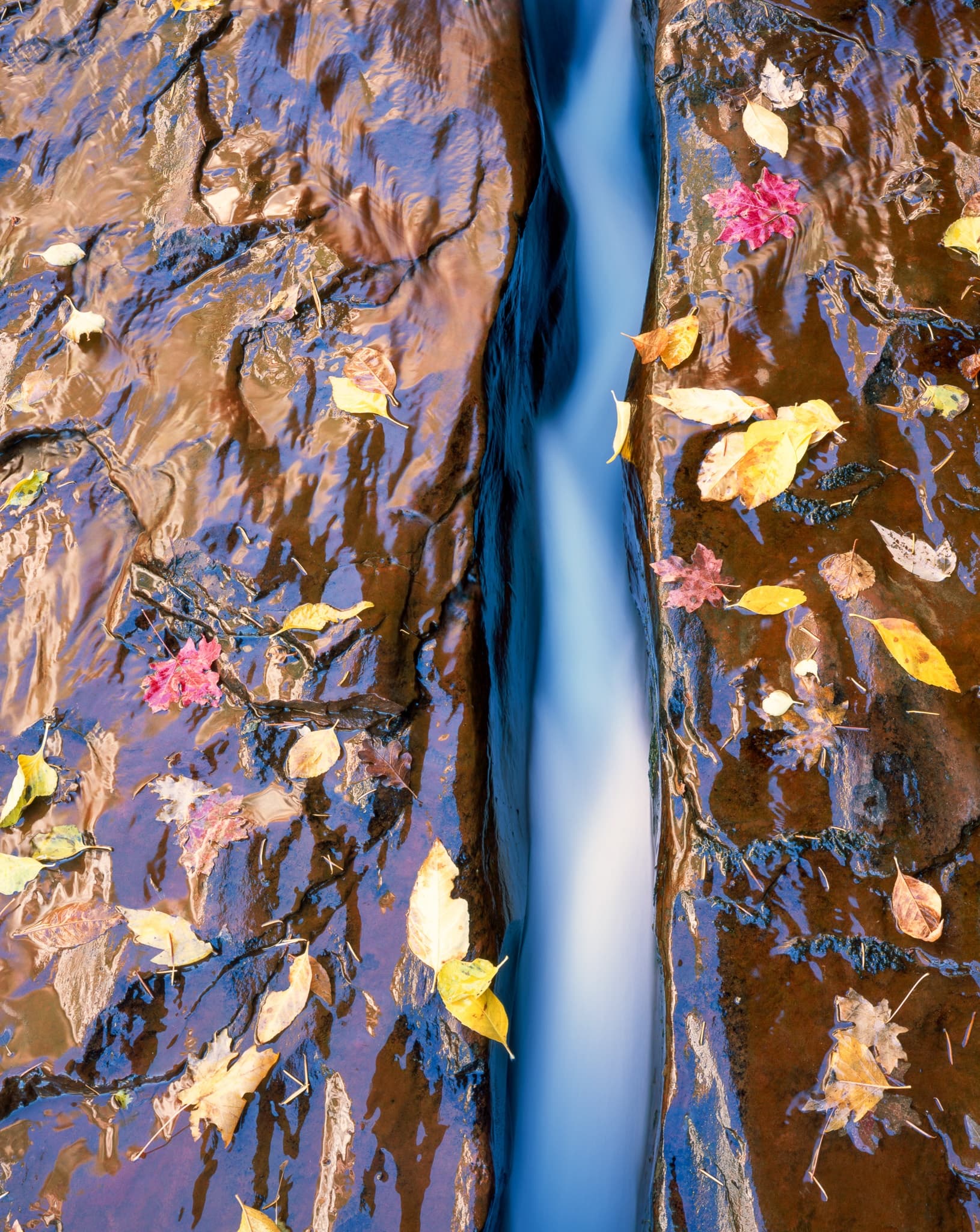 A thread of blue-white water cuts through wet sandstone scattered with fall leaves in this long exposure study from Zion, Utah. Photograph by Marty Quinn