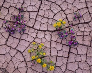 Flowers in Mud Cracks