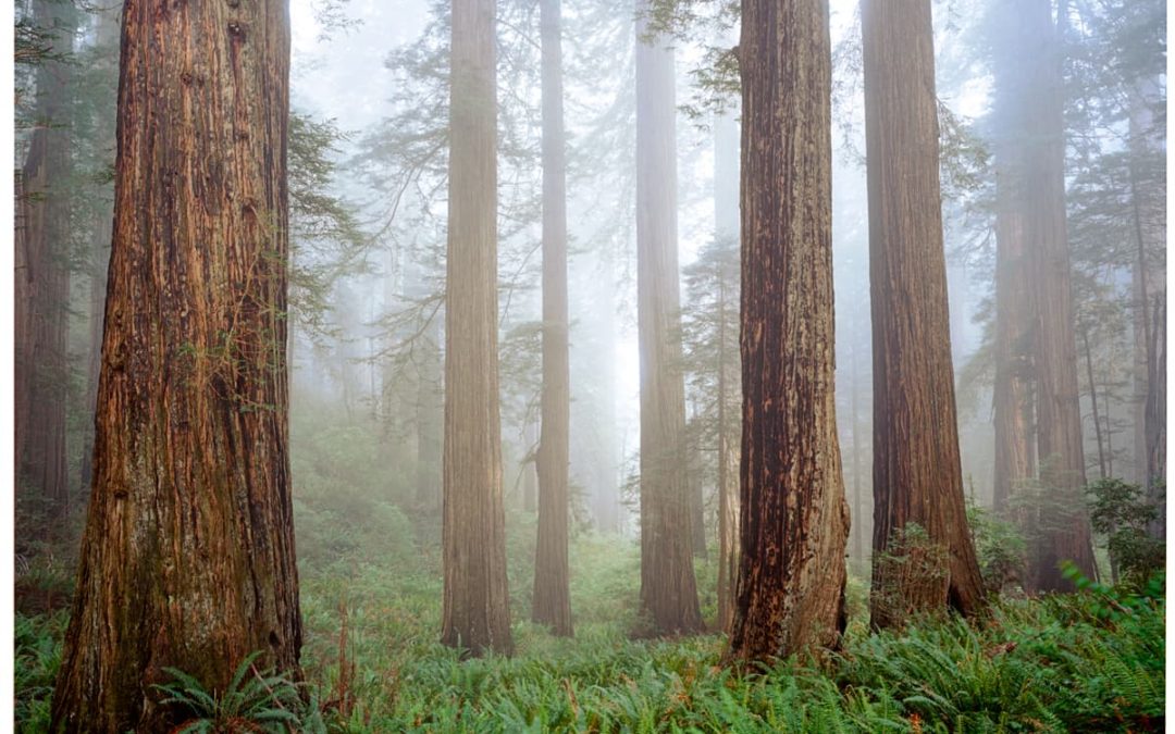 Redwood Fog