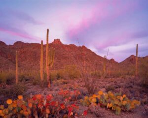 Prickly Pear and Saguaro Sunset